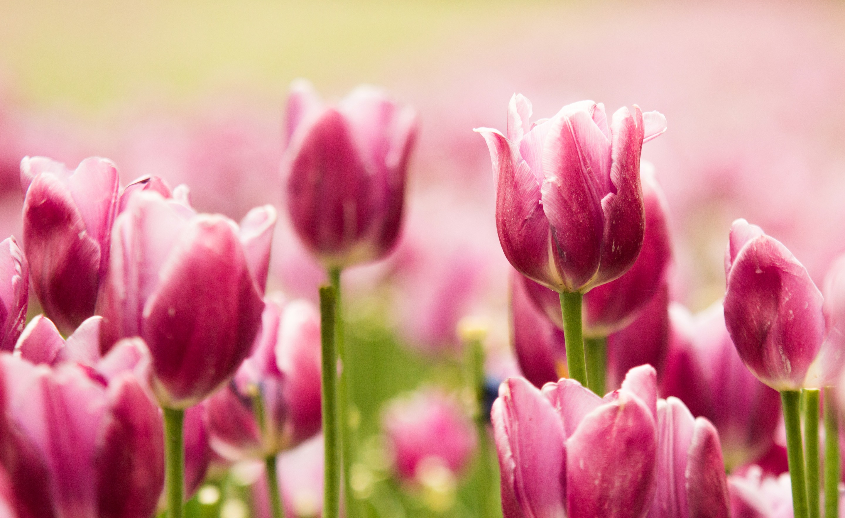 Download mobile wallpaper Flowers, Flower, Blur, Earth, Tulip, Pink Flower for free.