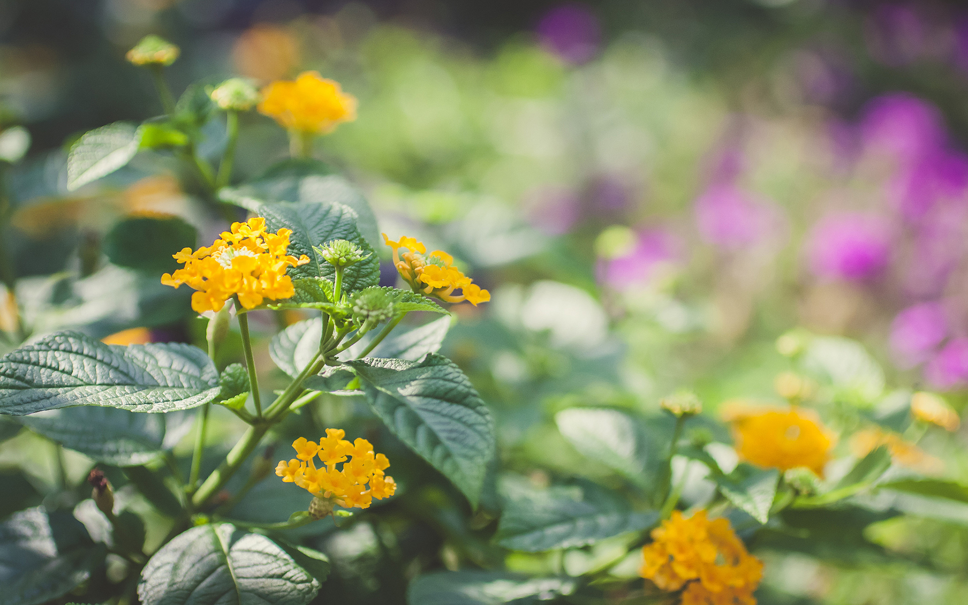 Laden Sie das Blumen, Blume, Erde/natur-Bild kostenlos auf Ihren PC-Desktop herunter