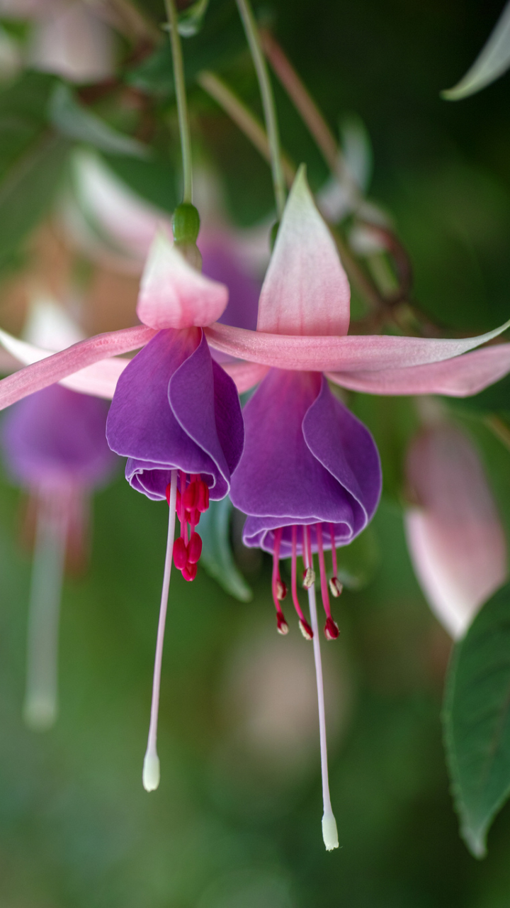 Download mobile wallpaper Fuchsia, Flowers, Earth for free.