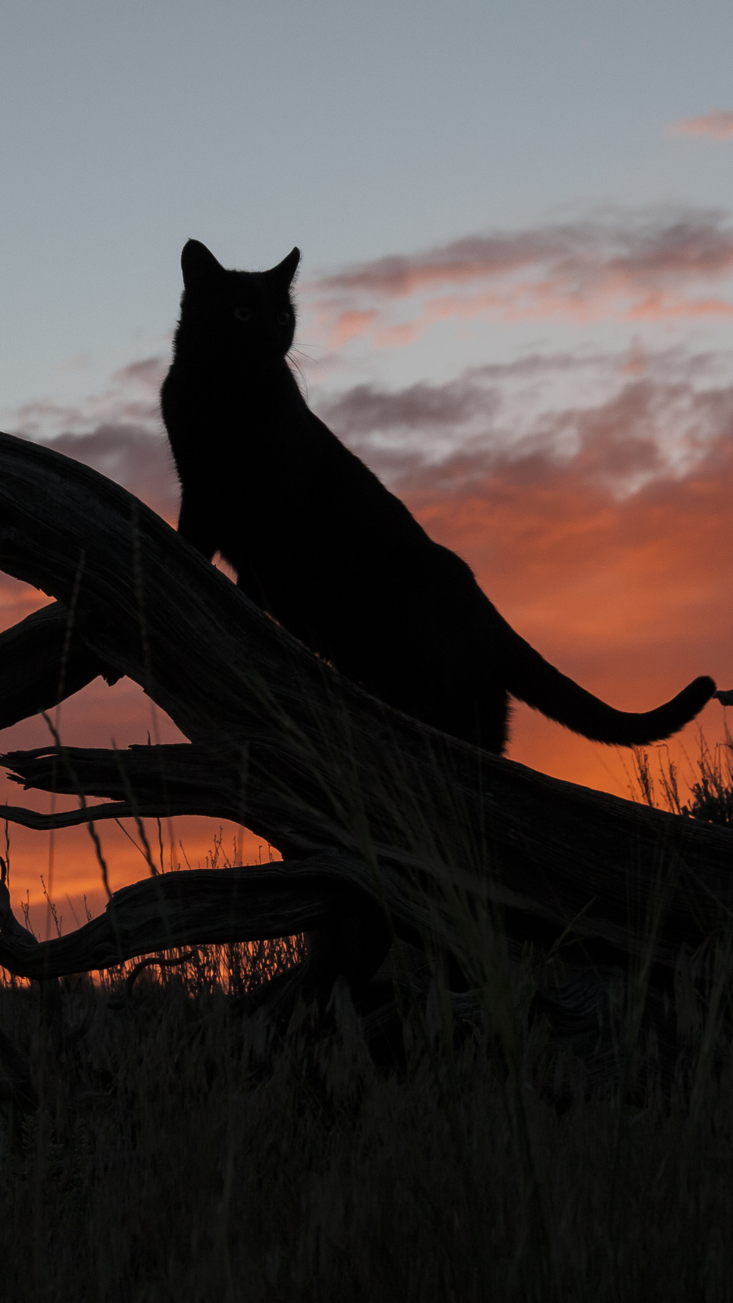 Download mobile wallpaper Cats, Sunset, Summer, Silhouette, Cat, Animal, Dead Tree for free.