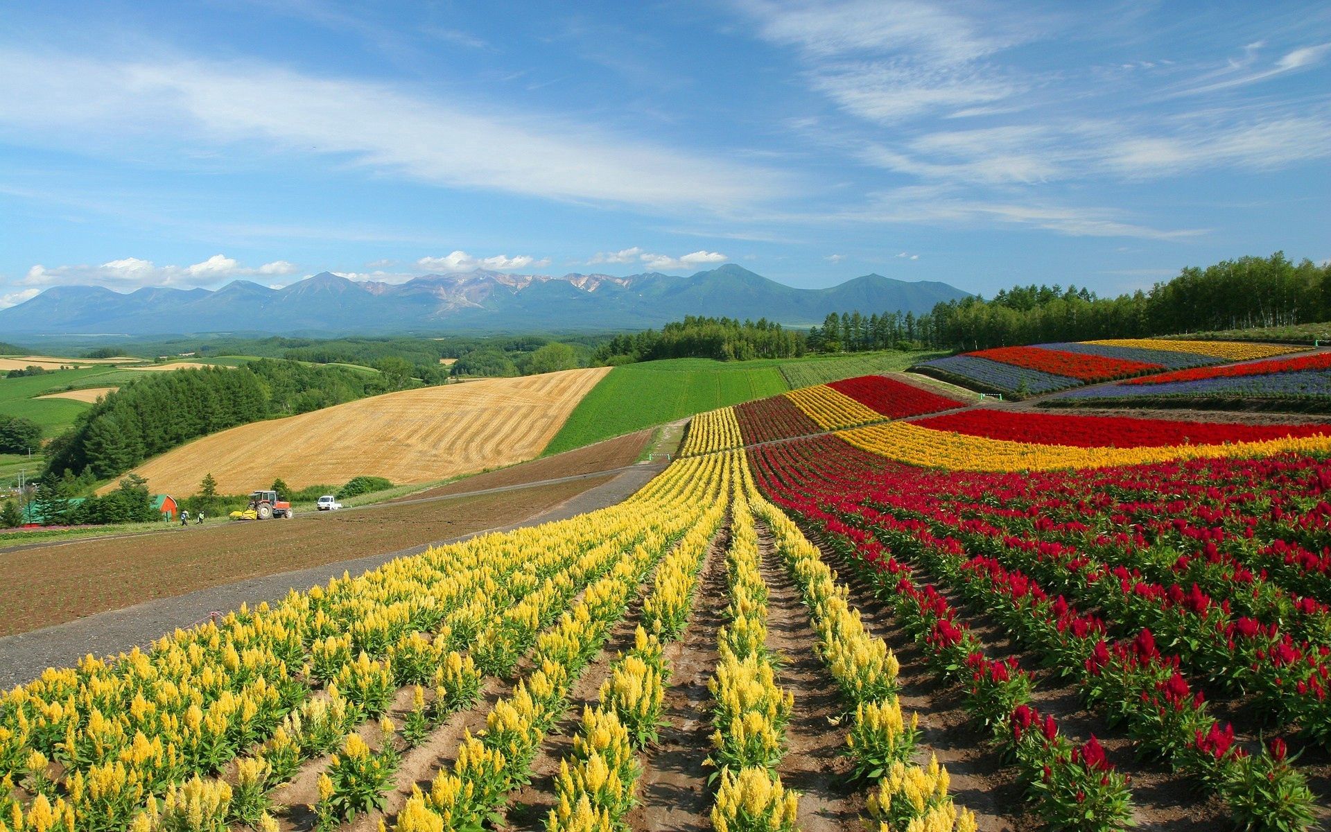 nature, multicolored, flowers, field, japan, rows, ranks