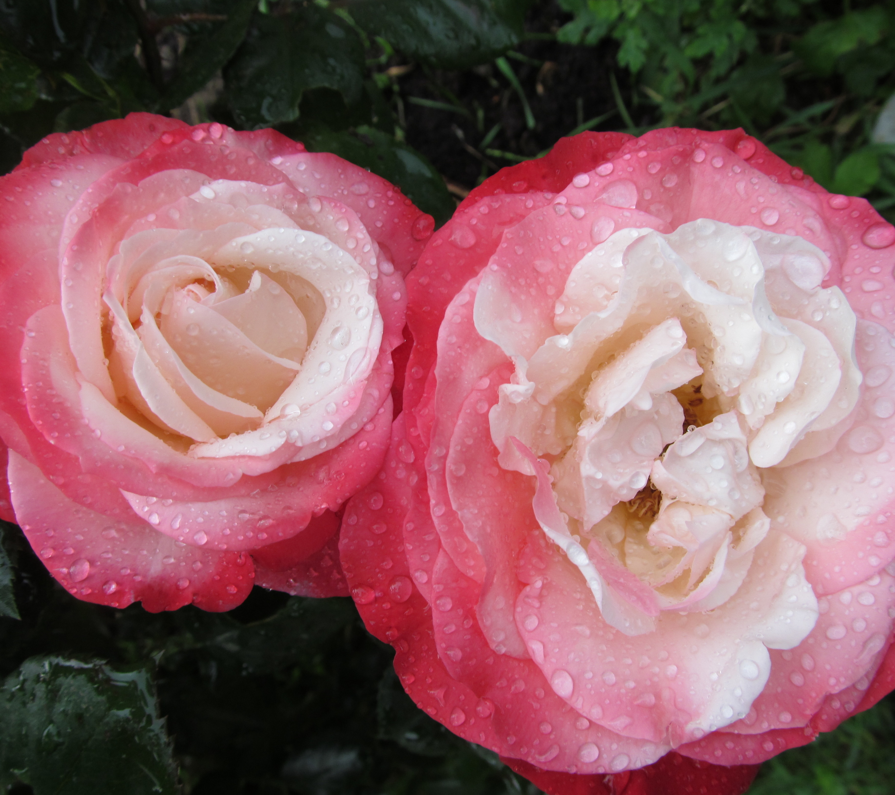 Laden Sie das Blumen, Blume, Rose, Erde/natur-Bild kostenlos auf Ihren PC-Desktop herunter