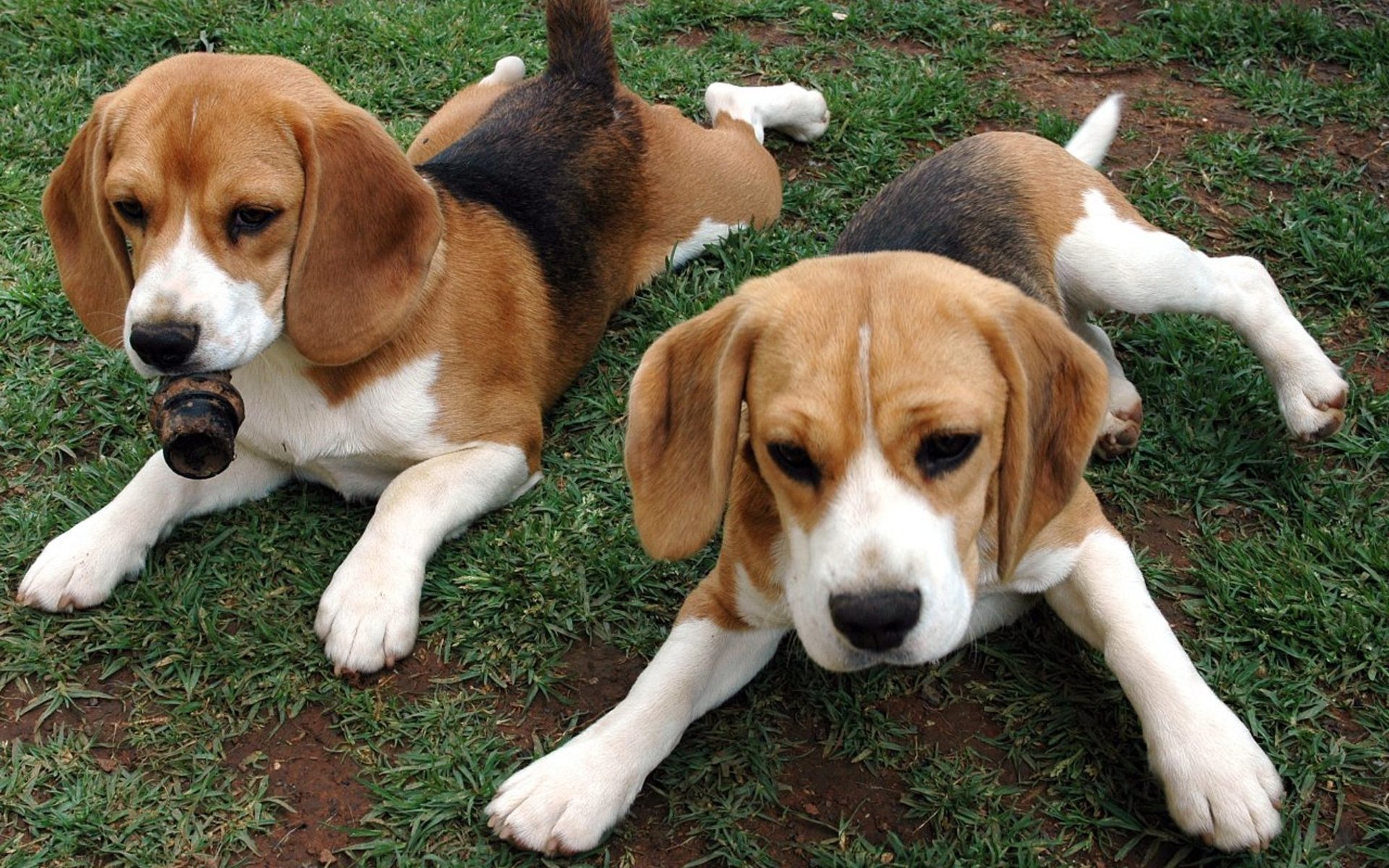 Baixar papel de parede para celular de Animais, Beagle gratuito.