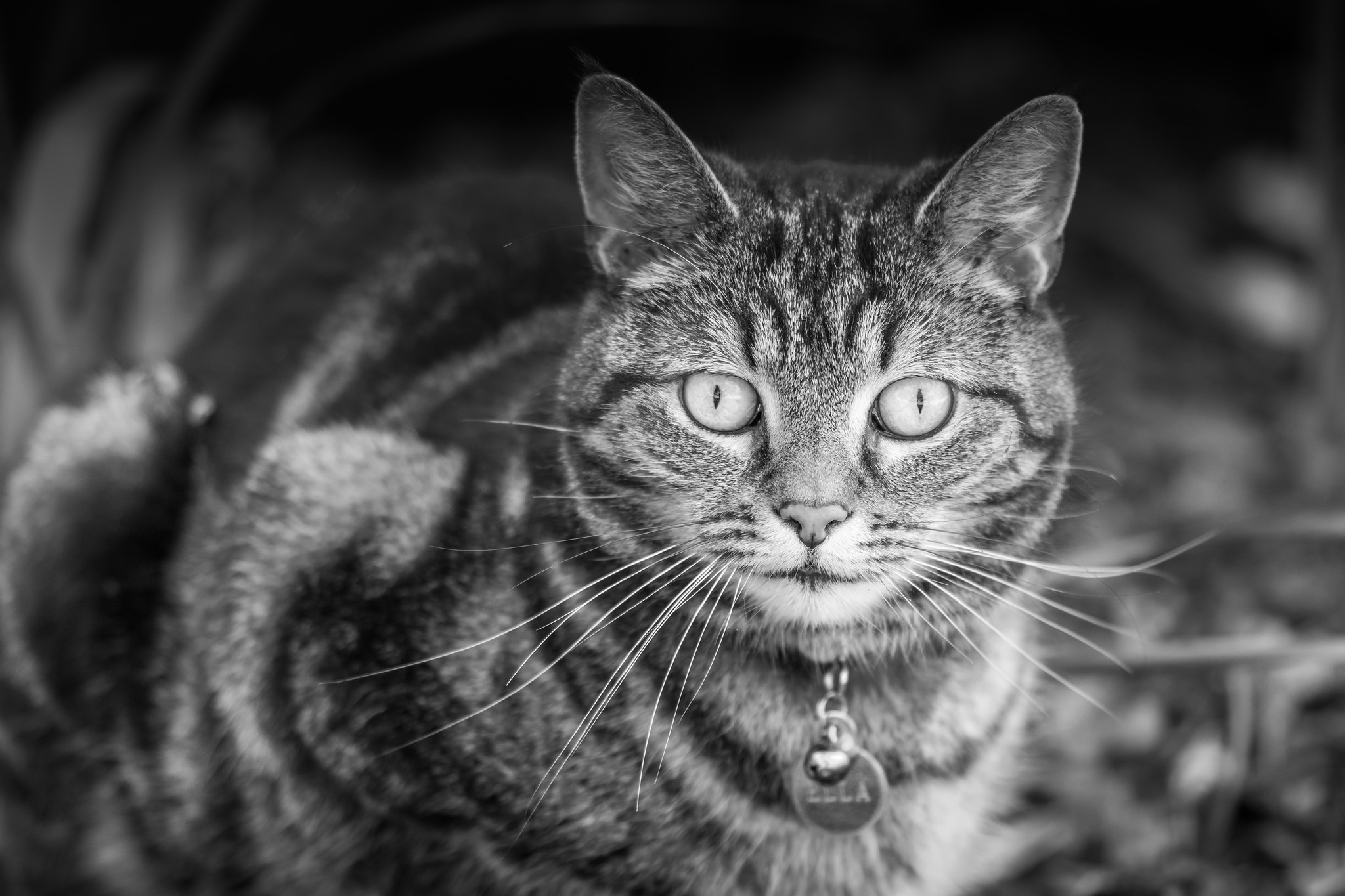 Free download wallpaper Cats, Cat, Animal, Black & White, Stare on your PC desktop