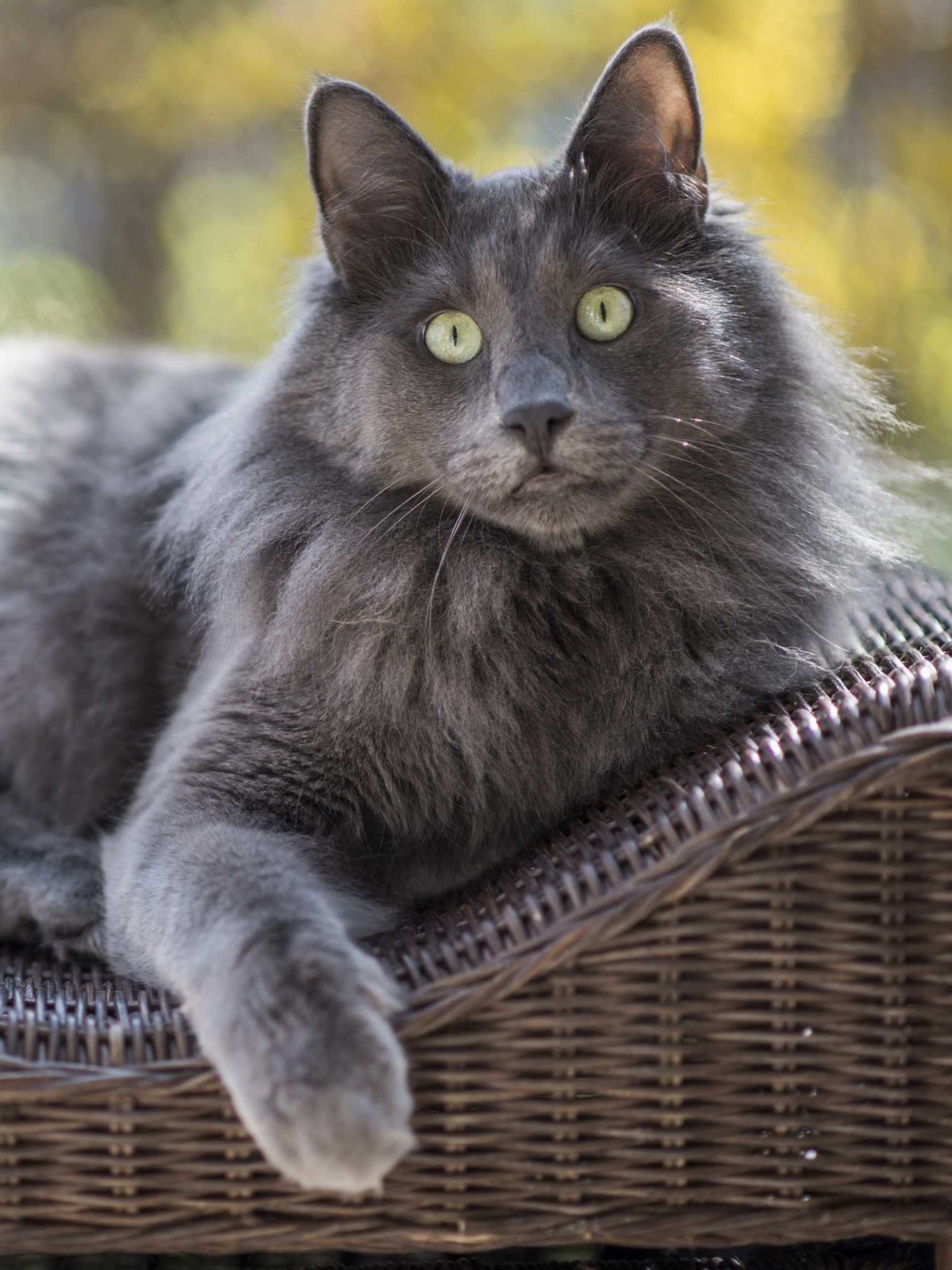 Laden Sie das Tiere, Katzen, Katze, Bokeh-Bild kostenlos auf Ihren PC-Desktop herunter