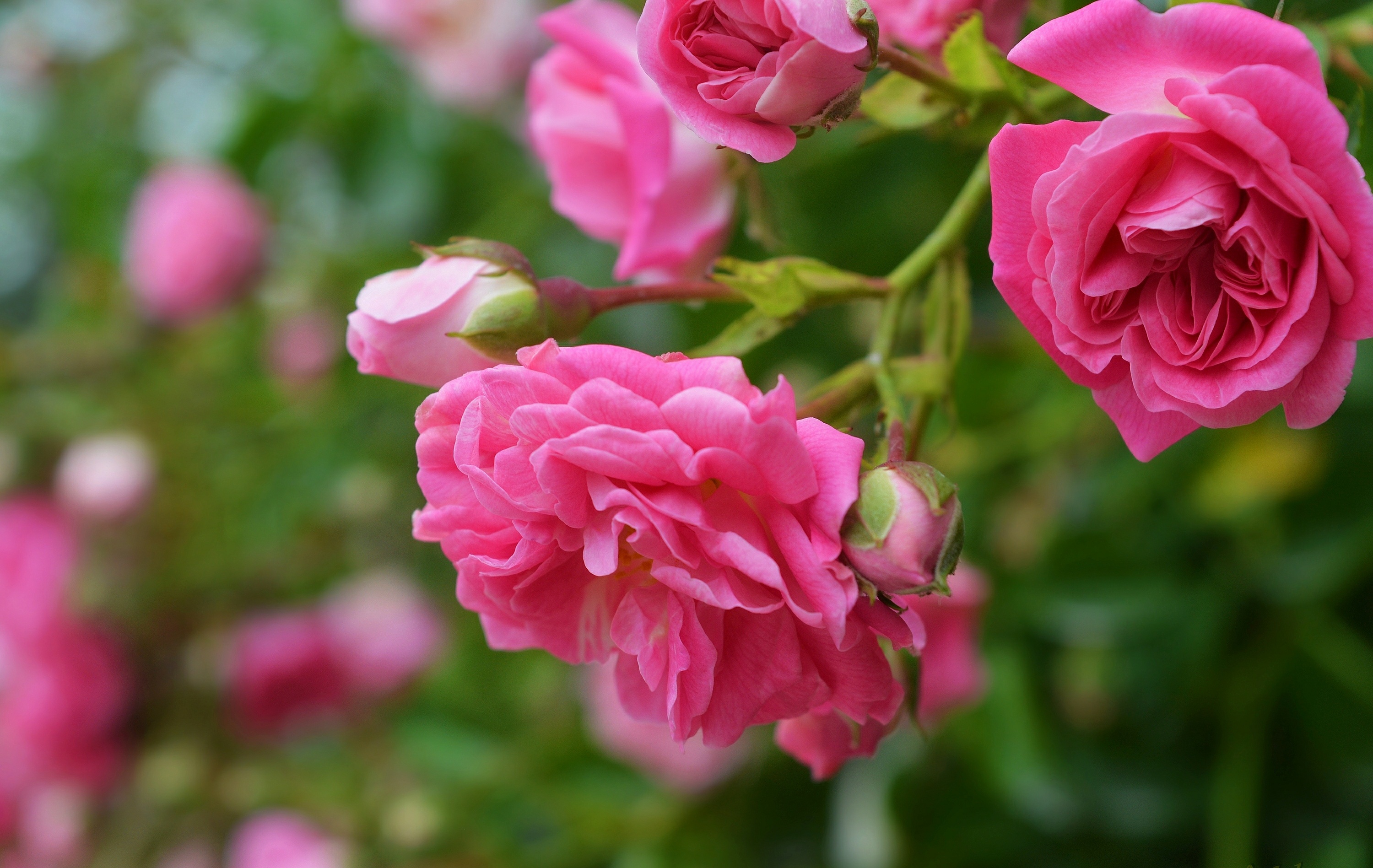 Laden Sie das Natur, Blumen, Blume, Makro, Rose, Erde/natur, Pinke Blume-Bild kostenlos auf Ihren PC-Desktop herunter
