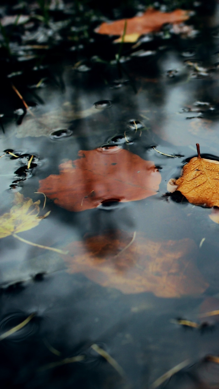 Download mobile wallpaper Nature, Water, Leaf, Fall, Earth for free.