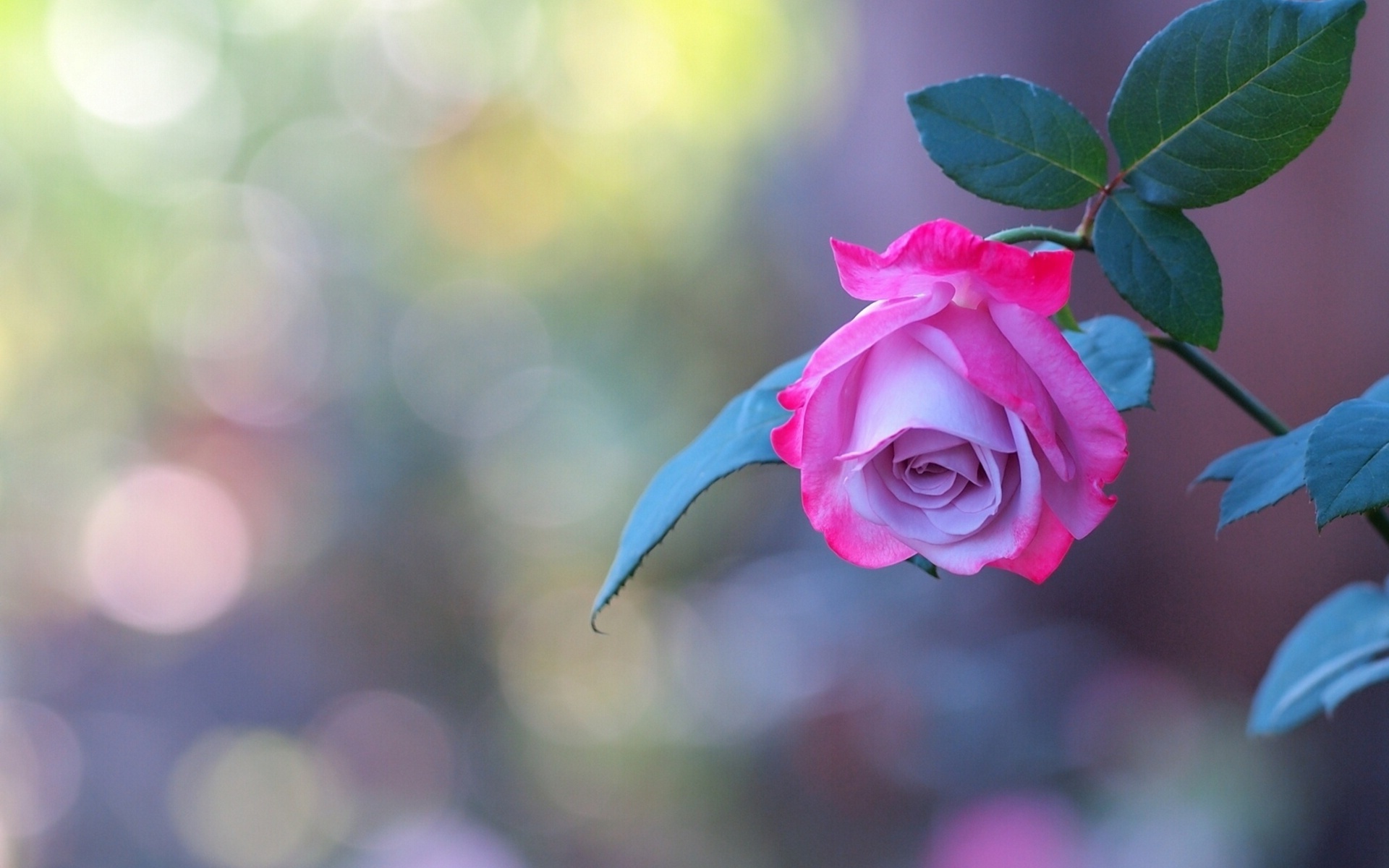 Завантажити шпалери безкоштовно Квітка, Роза, Земля, Рожевий, Флауерзи картинка на робочий стіл ПК