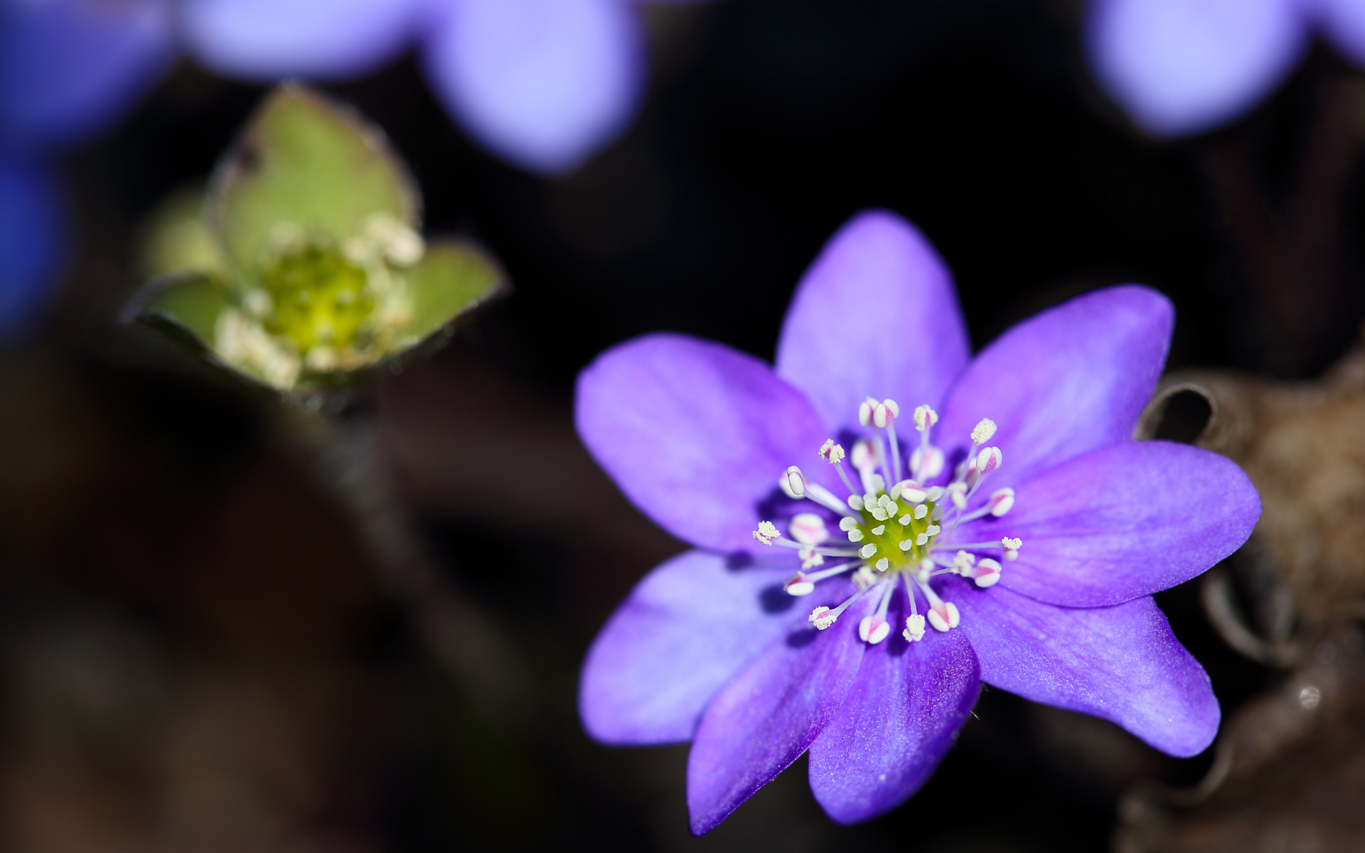 Descarga gratis la imagen Macrofotografía, Flores, Naturaleza, Flor, Tierra/naturaleza en el escritorio de tu PC