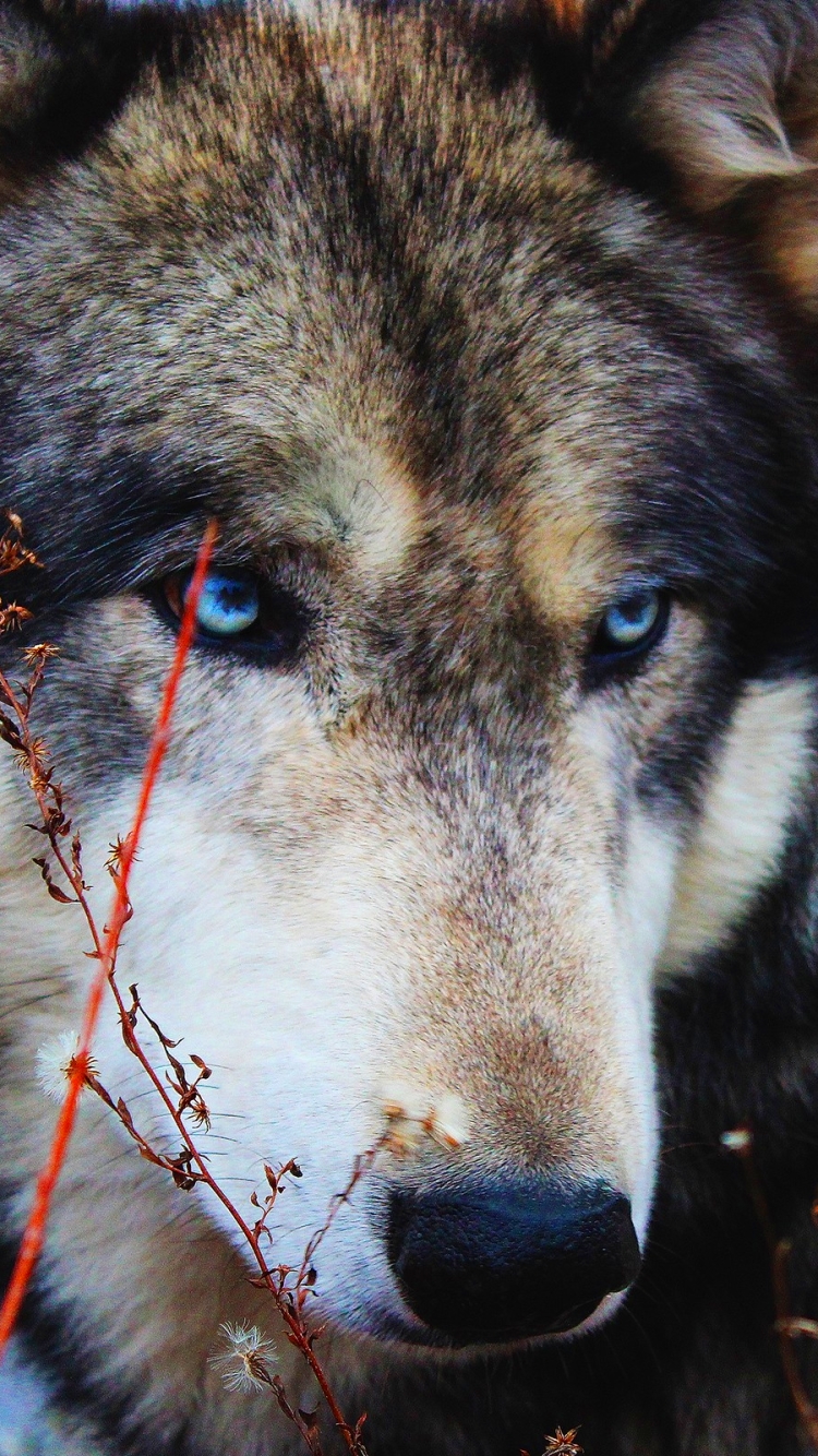 Descarga gratuita de fondo de pantalla para móvil de Animales, De Cerca, Lobo, Mirar Fijamente, Wolves.