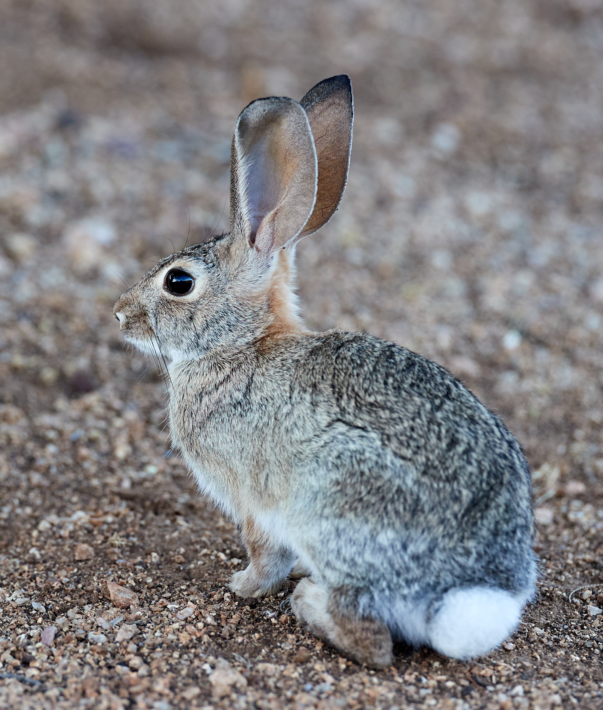 Laden Sie das Profil, Tier, Hase, Kaninchen, Tiere-Bild kostenlos auf Ihren PC-Desktop herunter