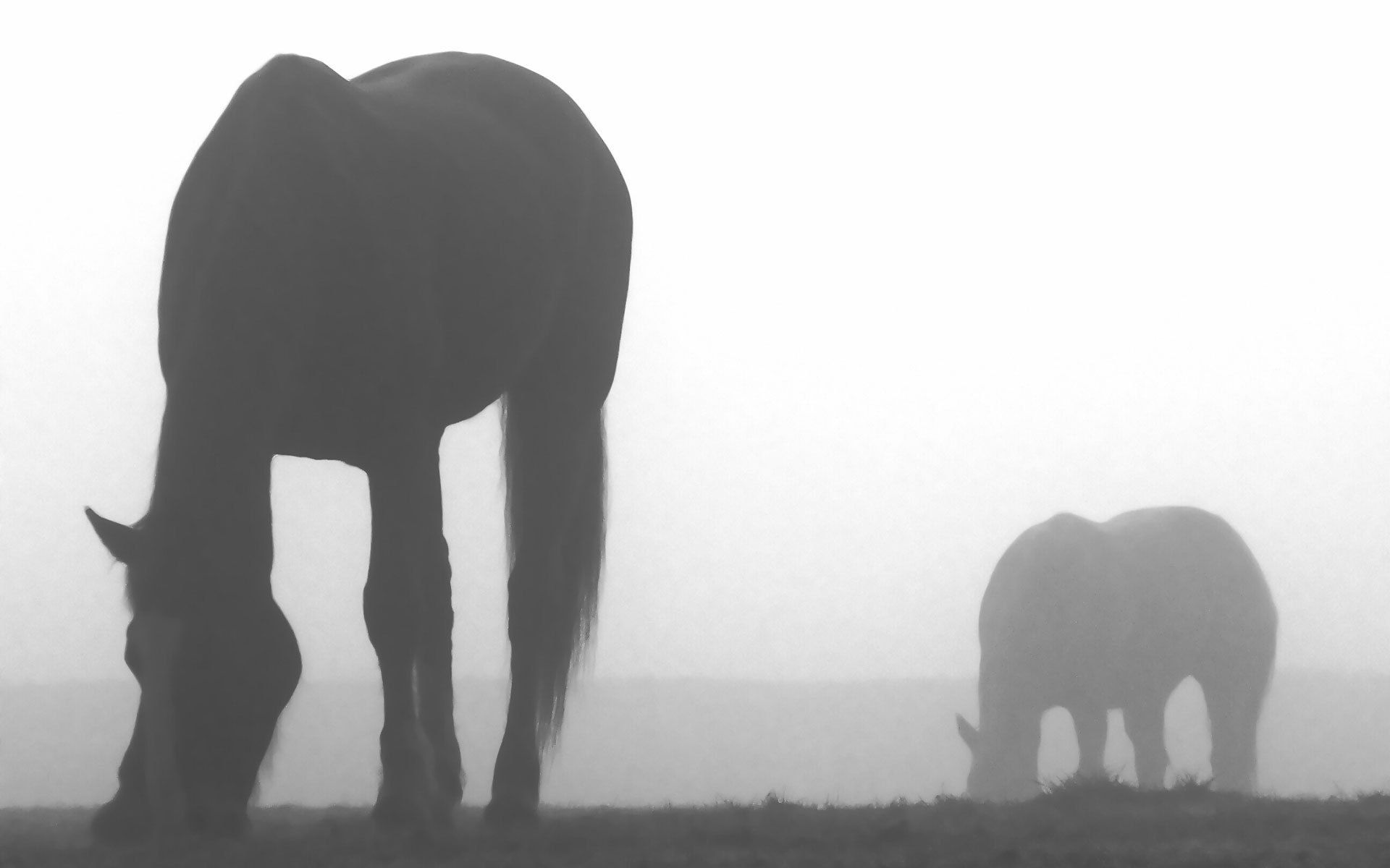 Handy-Wallpaper Nebel, Schatten, Dunkel, Silhouette, Pferd kostenlos herunterladen.