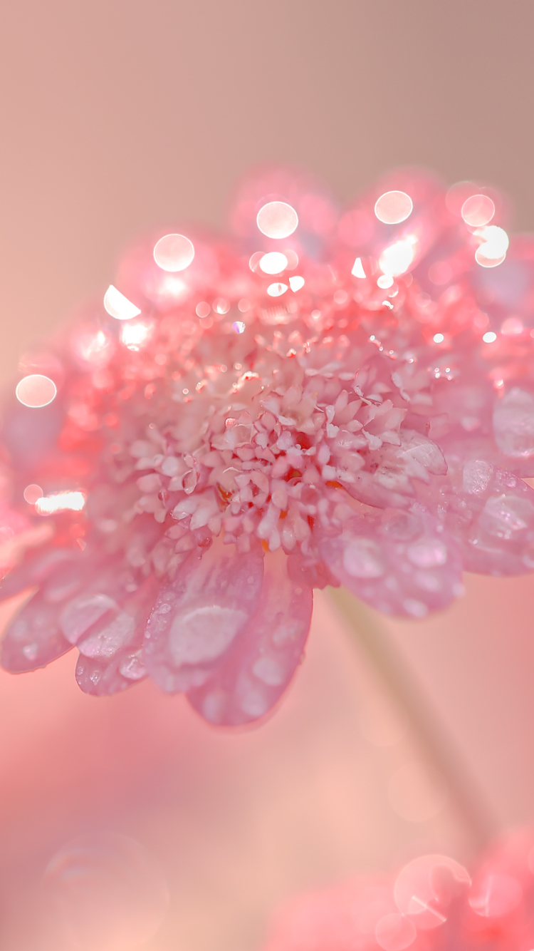 Download mobile wallpaper Nature, Flowers, Flower, Earth, Water Drop, Pink Flower for free.