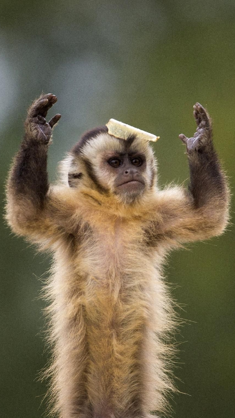 Download mobile wallpaper Monkeys, Monkey, Animal for free.