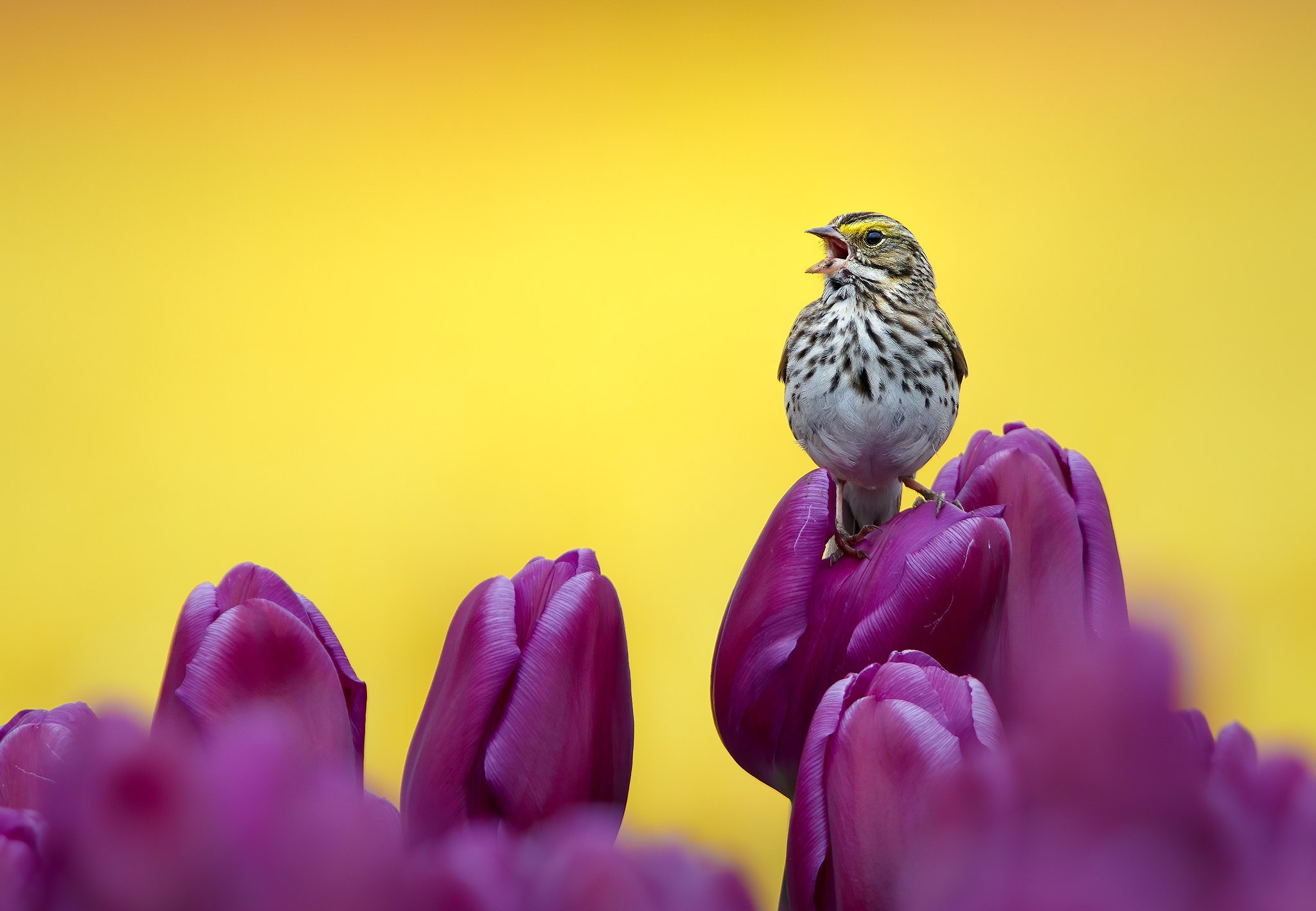Download mobile wallpaper Birds, Bird, Sparrow, Animal, Tulip, Purple Flower, Passerine for free.