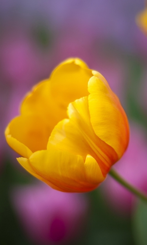 Baixar papel de parede para celular de Tulipa, Flores, Terra/natureza gratuito.