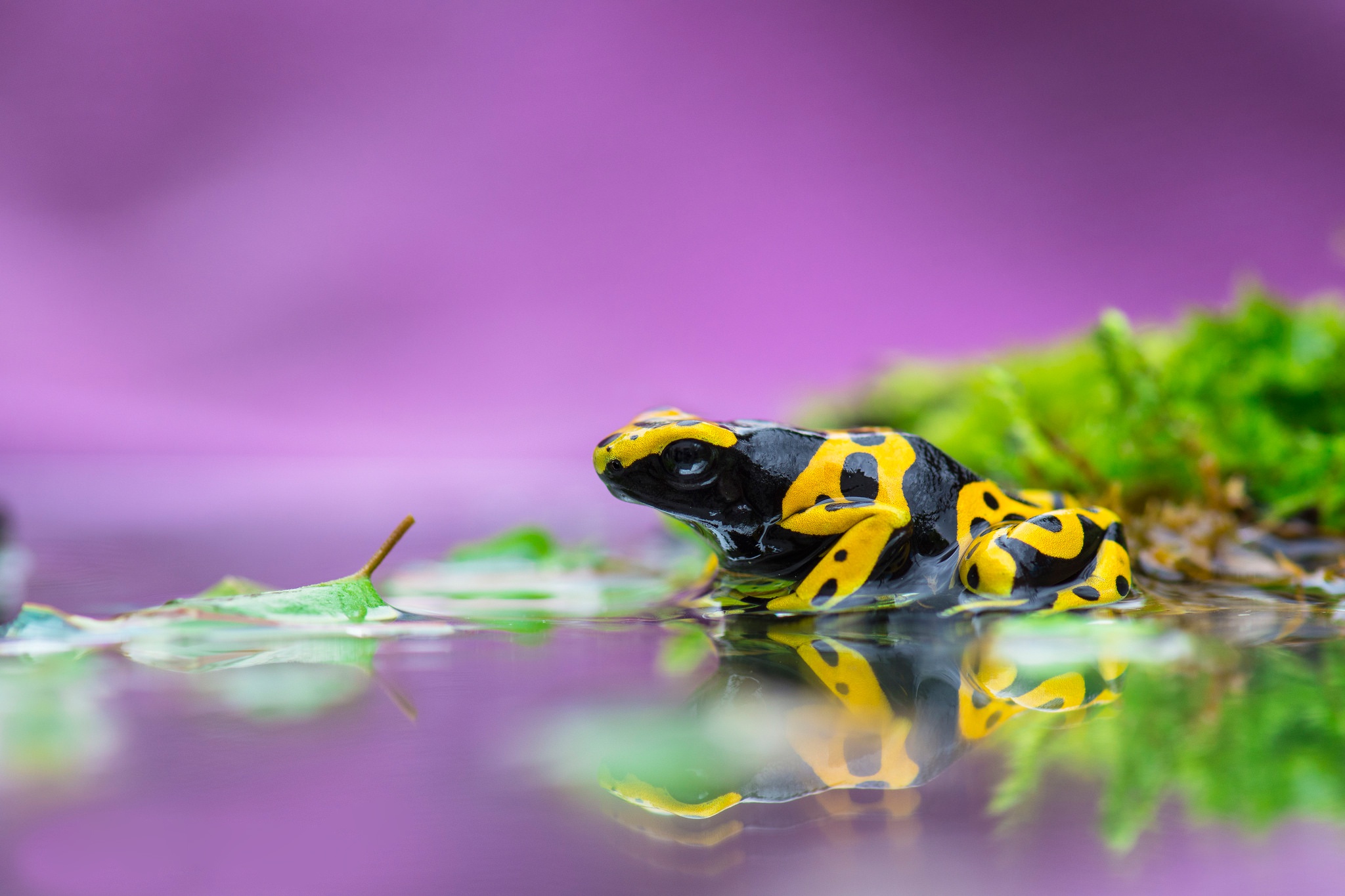Download mobile wallpaper Frogs, Reflection, Animal, Frog, Amphibian, Poison Dart Frog for free.