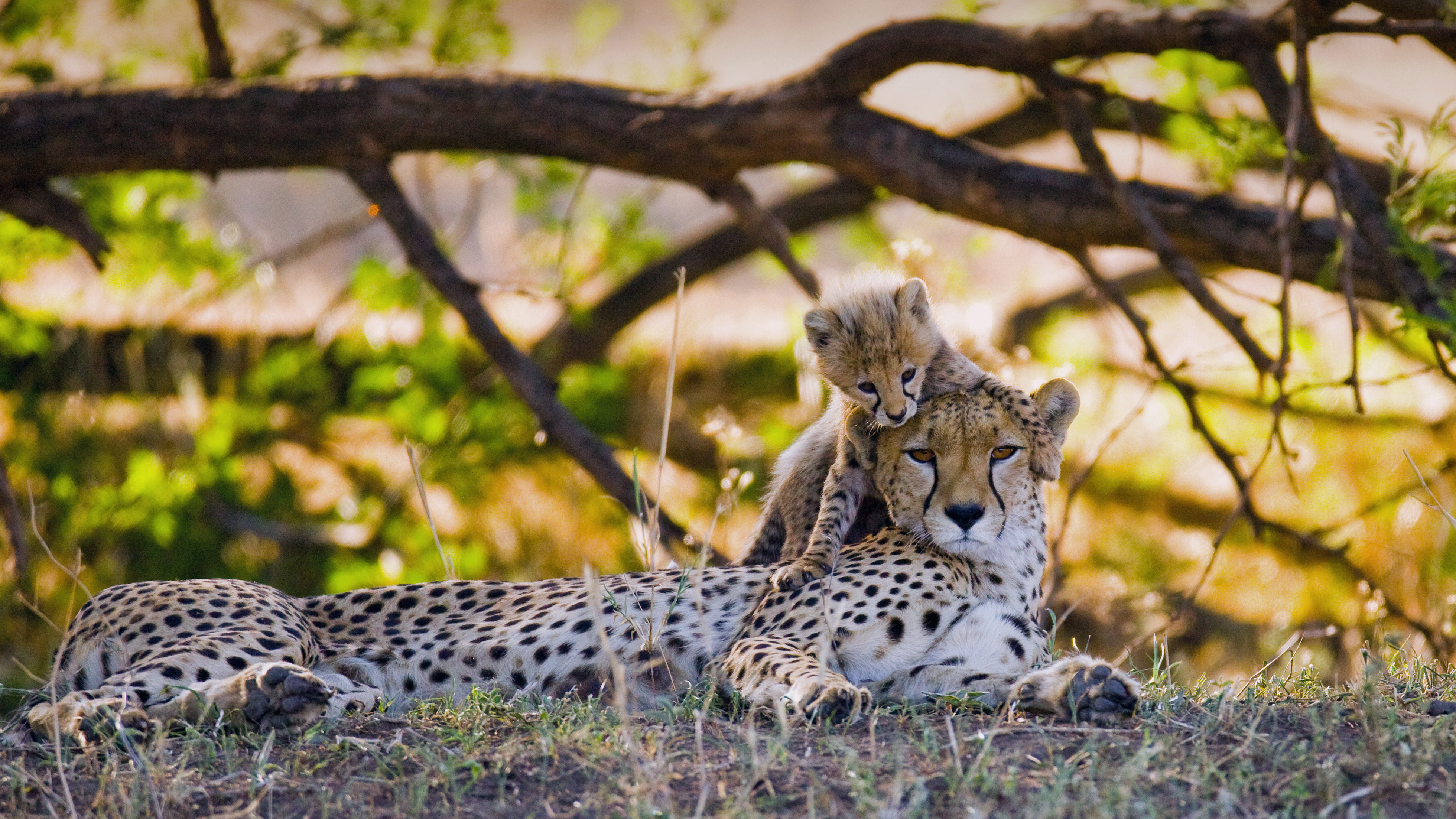 Handy-Wallpaper Tiere, Katzen, Gepard, Tierbaby kostenlos herunterladen.