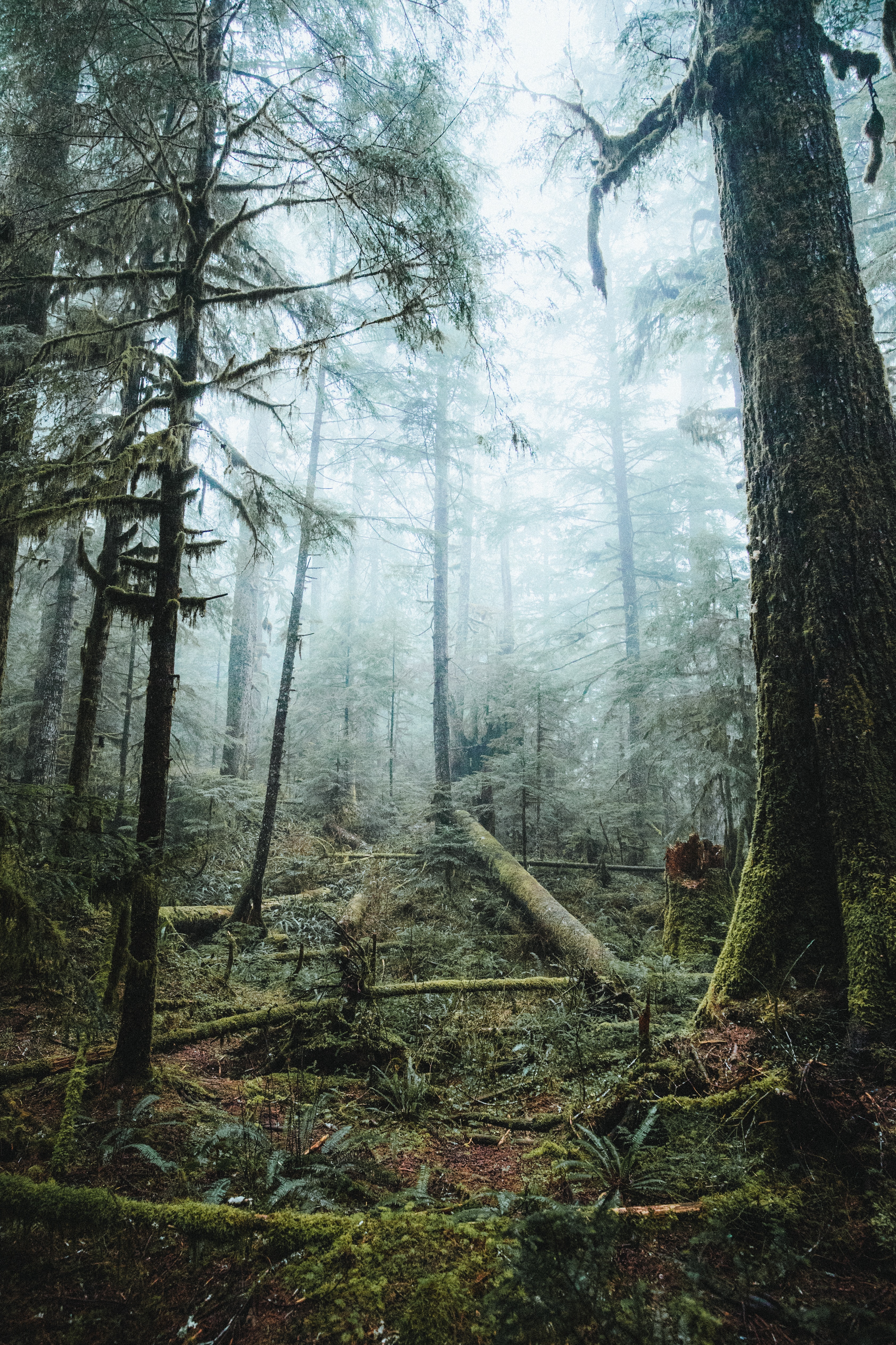 PCデスクトップに木, 輝く, 光, 自然, 森, 霧, 森林画像を無料でダウンロード
