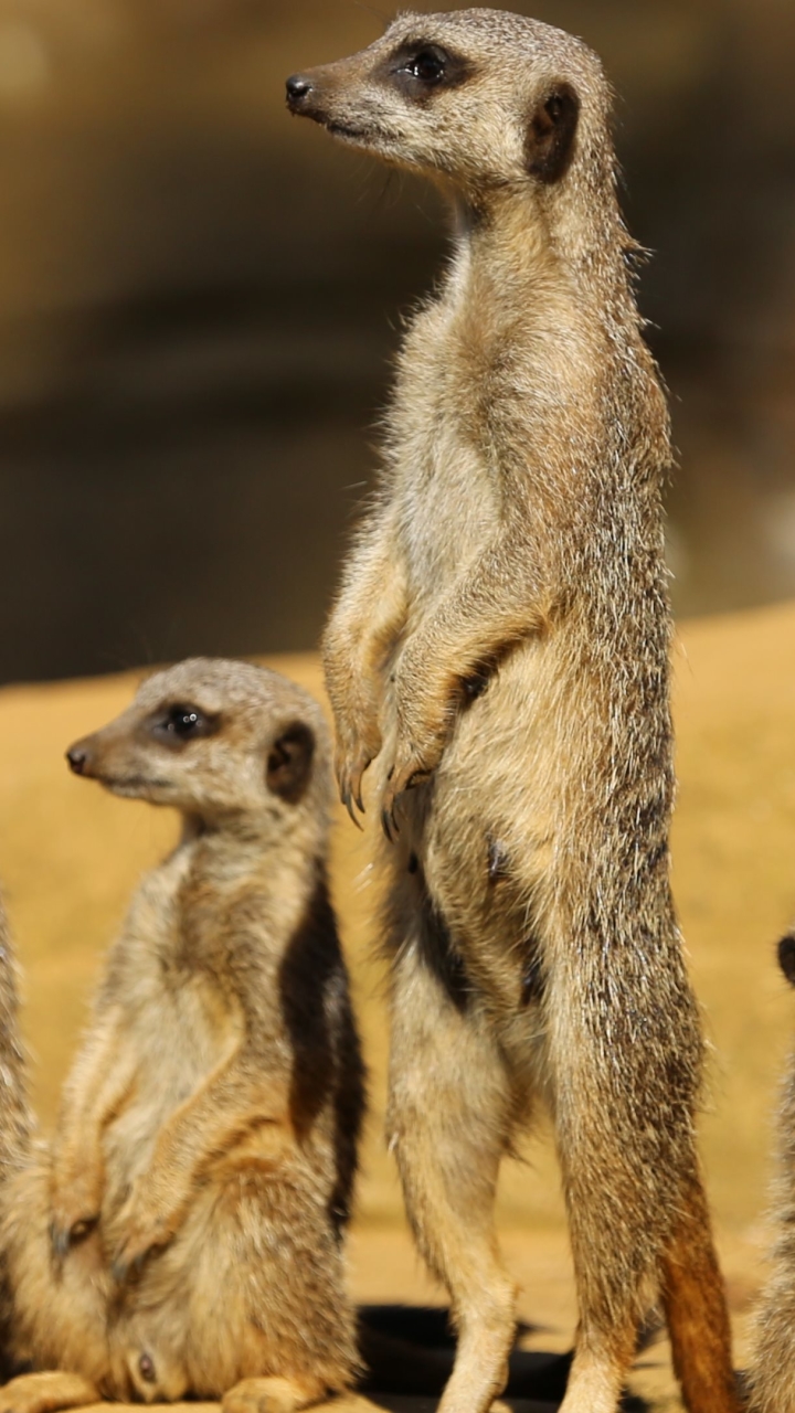 Téléchargez des papiers peints mobile Animaux, Suricate gratuitement.