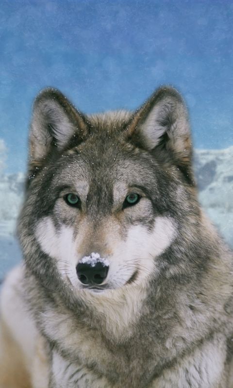 Handy-Wallpaper Tiere, Winter, Schnee, Nahansicht, Wolf, Wolves kostenlos herunterladen.