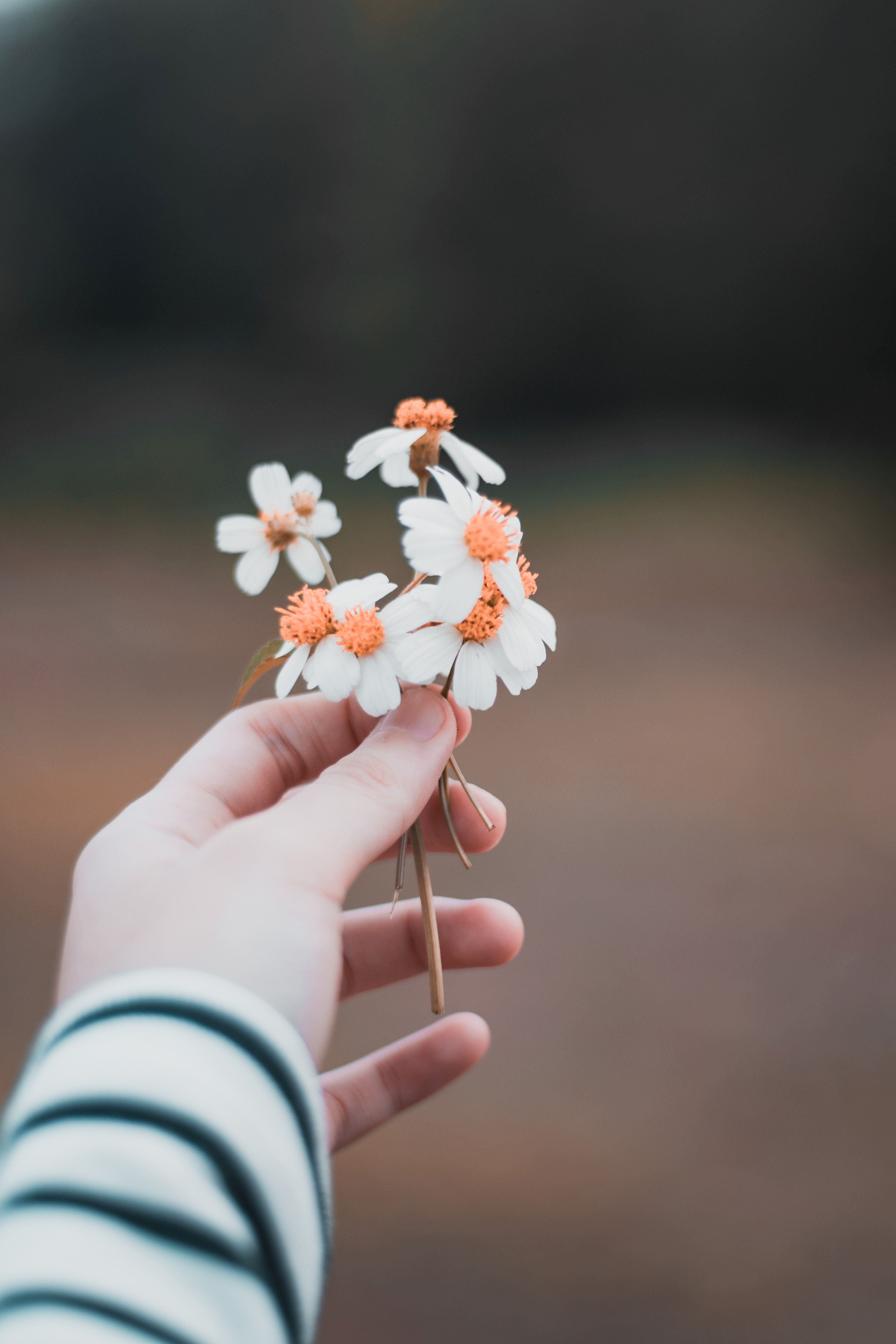 Tender Hand Holding Flowers in a Blurred Background