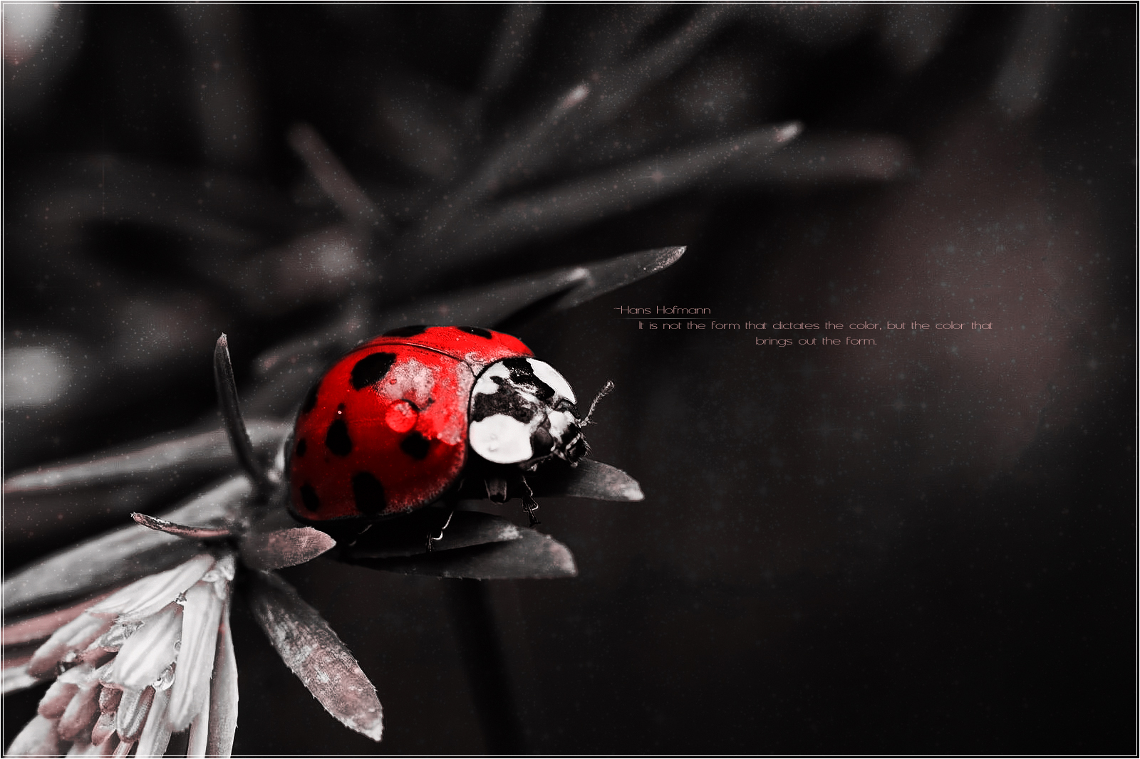 nature, misc, quote, bug, ladybug, red