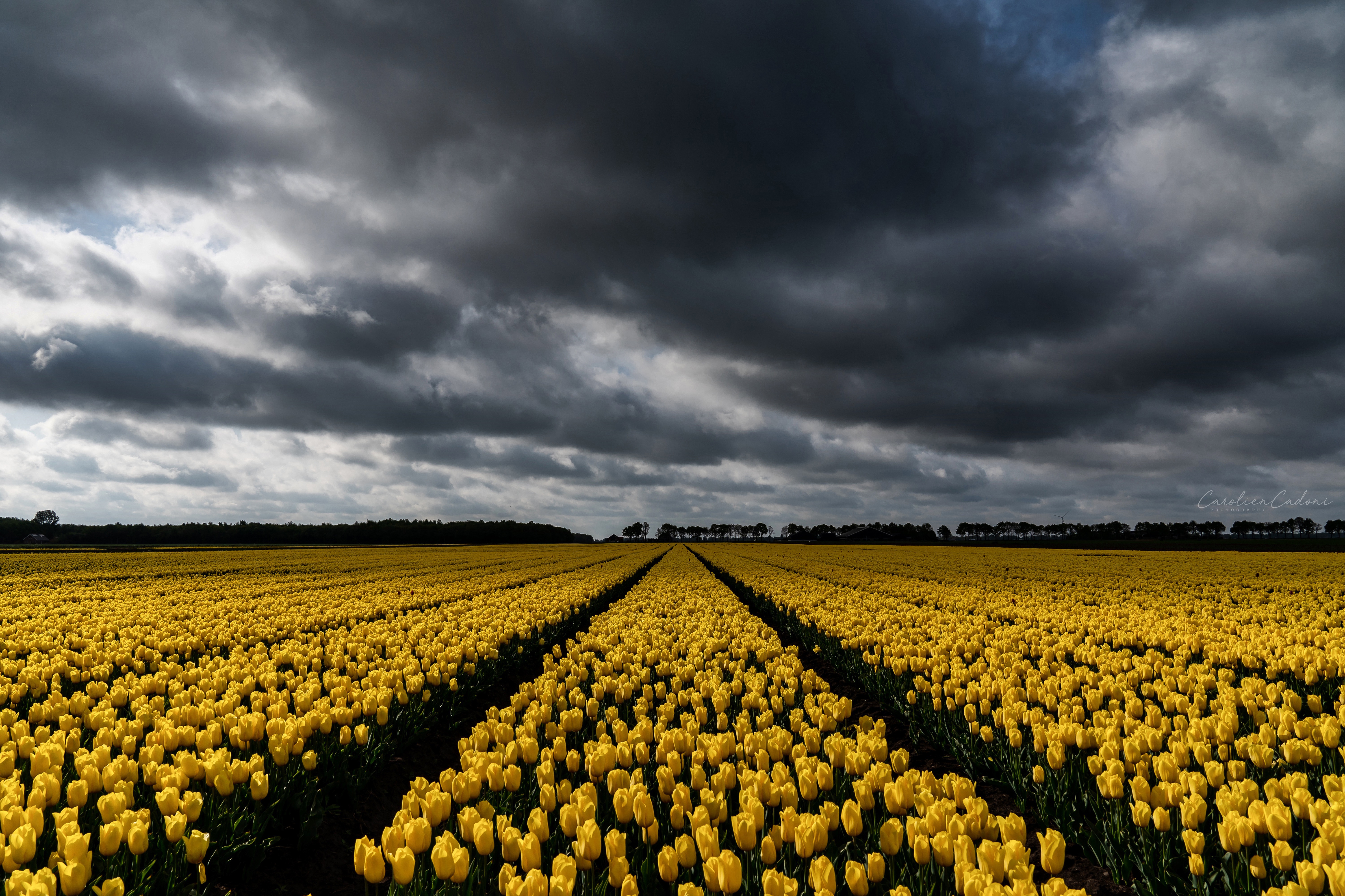 Handy-Wallpaper Blumen, Tulpe, Erde/natur kostenlos herunterladen.