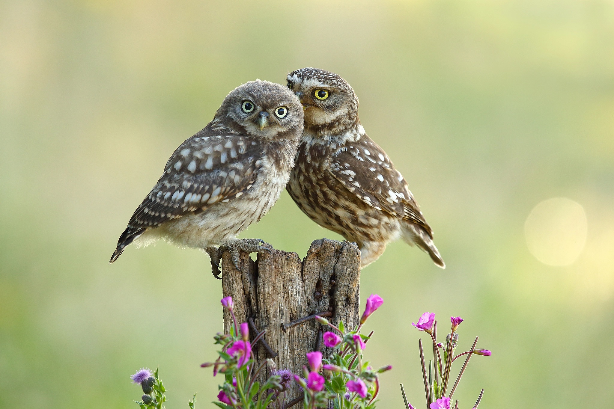 Download mobile wallpaper Birds, Owl, Flower, Bird, Animal for free.