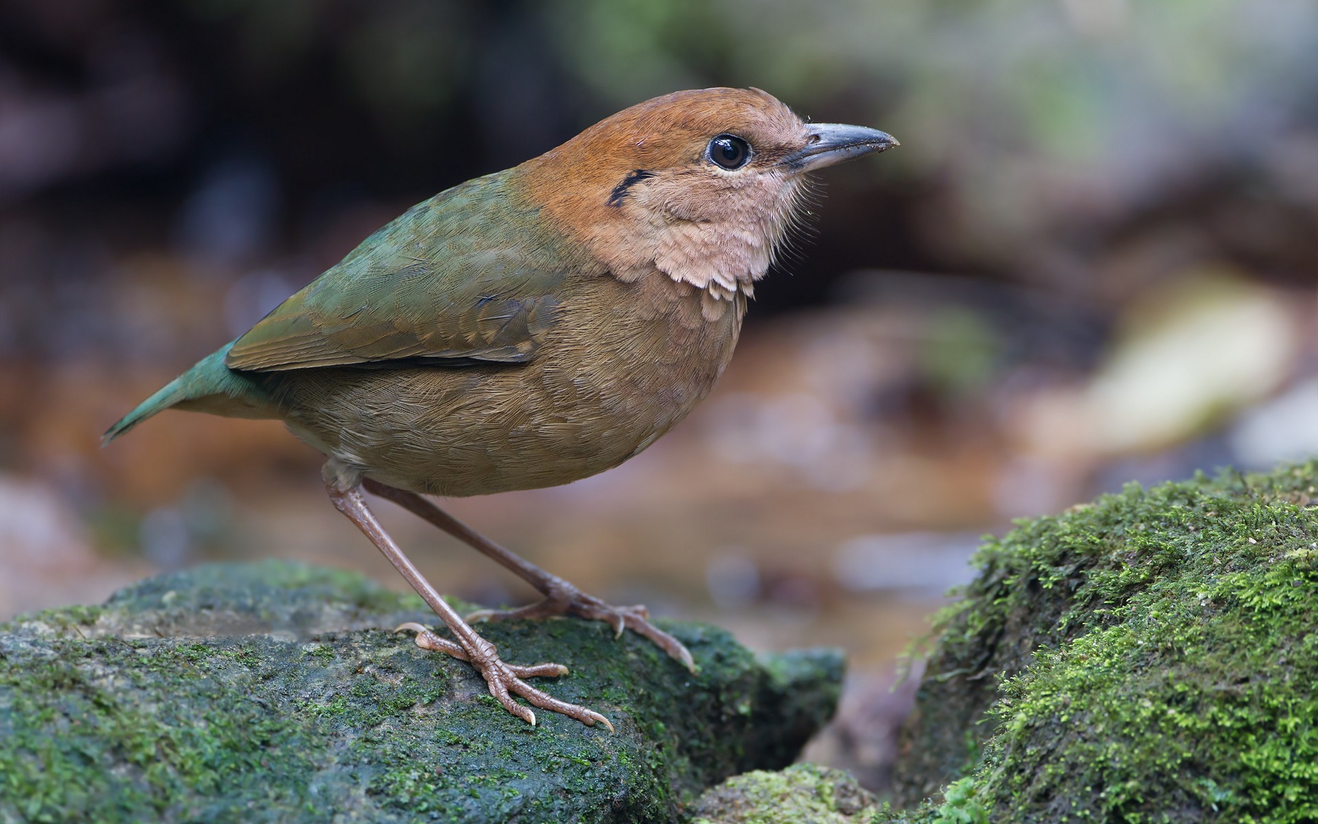 Téléchargez gratuitement l'image Animaux, Oiseau, Des Oiseaux sur le bureau de votre PC