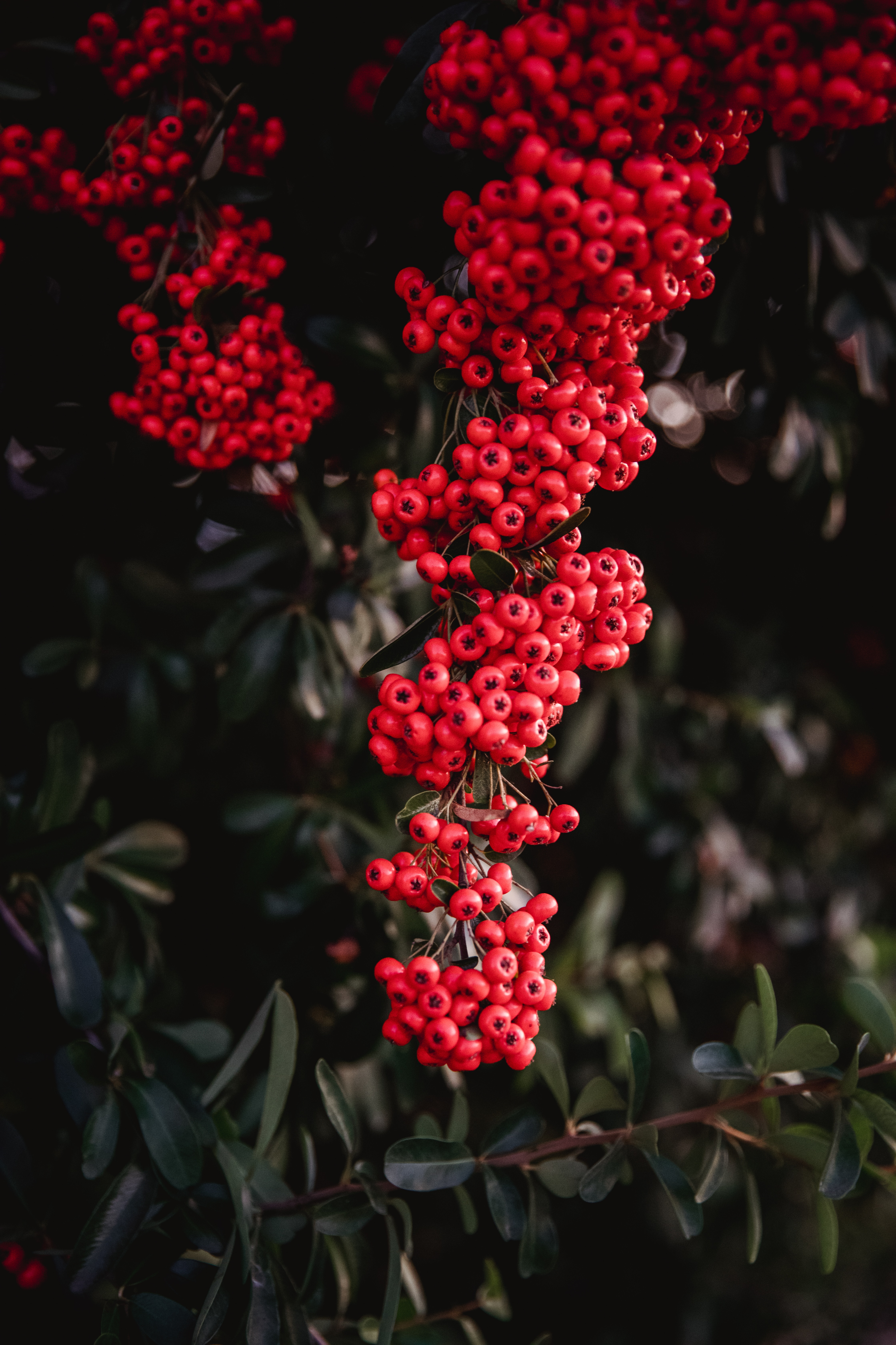 nature, berries, red, plant, bunches, clusters, rowan