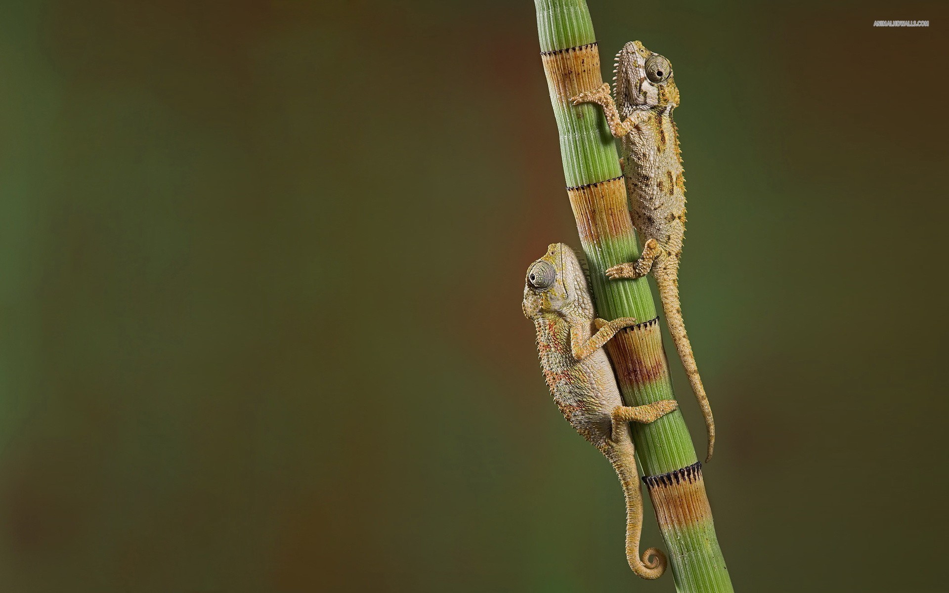 Handy-Wallpaper Camelion, Eidechse, Reptilien, Tiere kostenlos herunterladen.