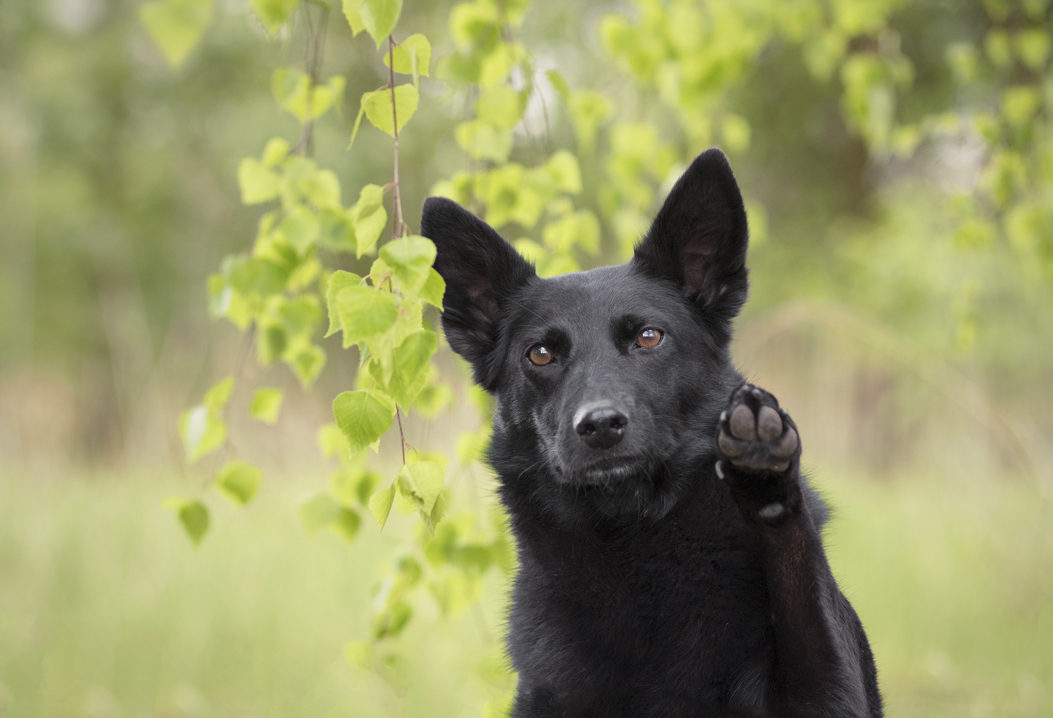 Download mobile wallpaper Dogs, Dog, Animal, Depth Of Field for free.