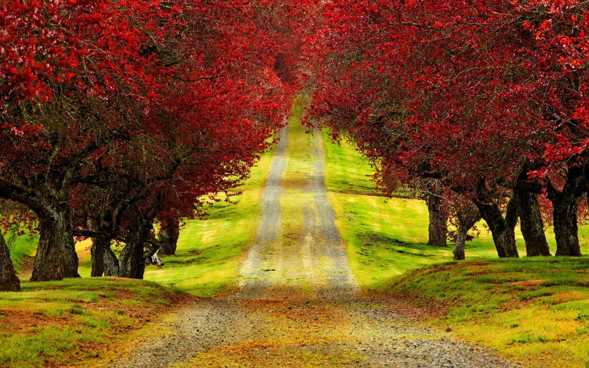 Download mobile wallpaper Nature, Road, Tree, Fall, Path, Man Made for free.