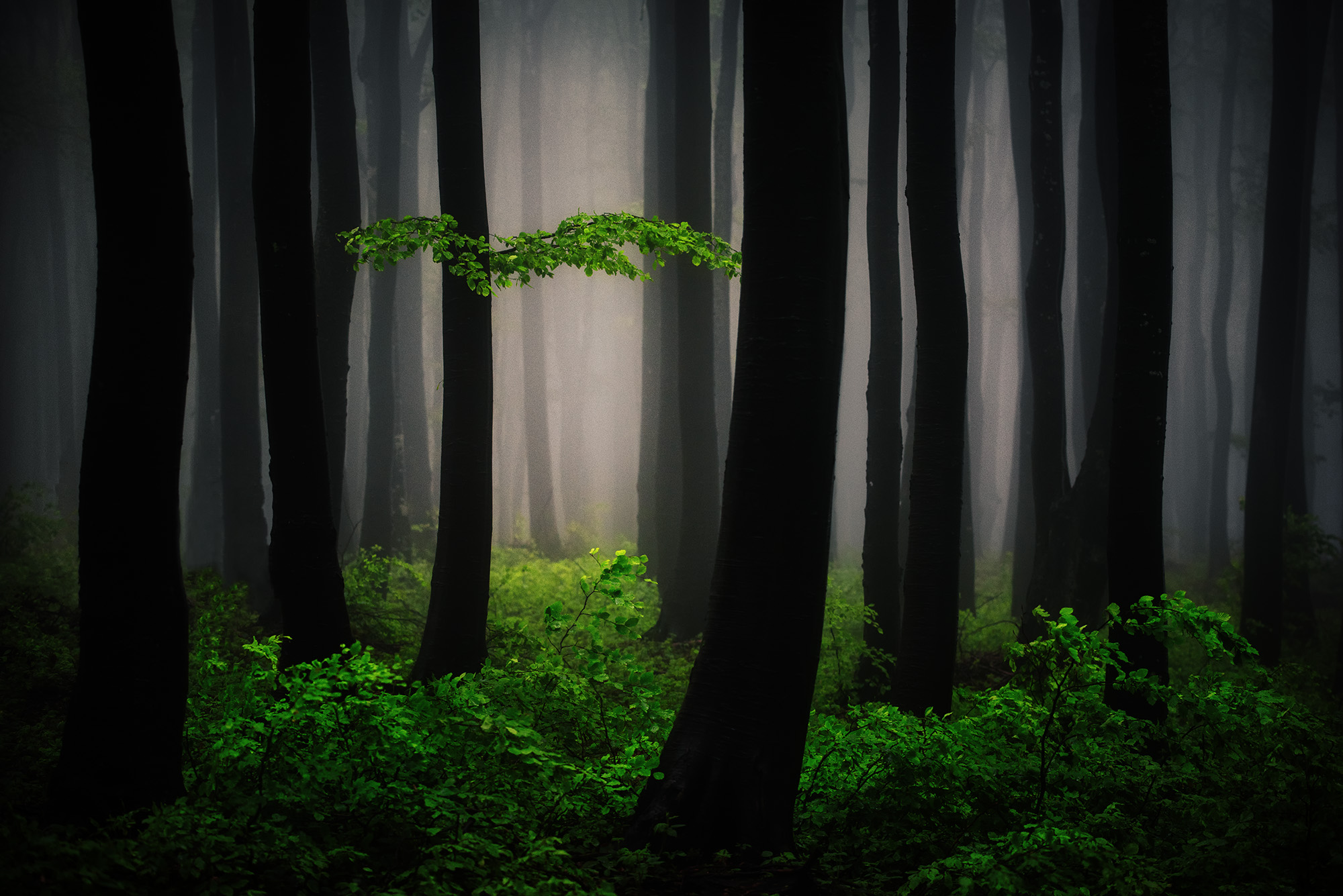 Скачать картинку Лес, Дерево, Туман, Зеленый, Земля/природа в телефон бесплатно.
