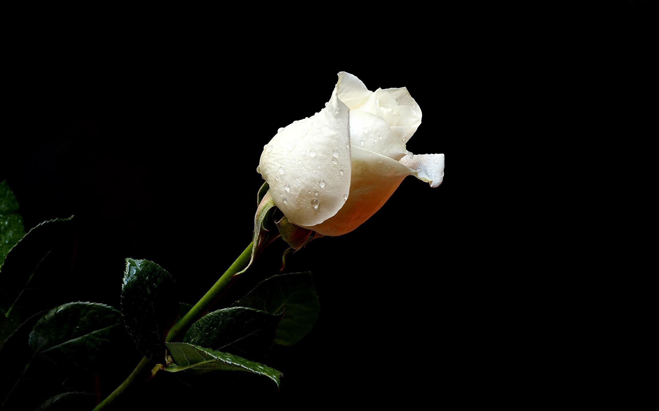 136041 télécharger l'image fond noir, fleurs, rose, drops, fleur, une rose, fraîcheur - fonds d'écran et économiseurs d'écran gratuits