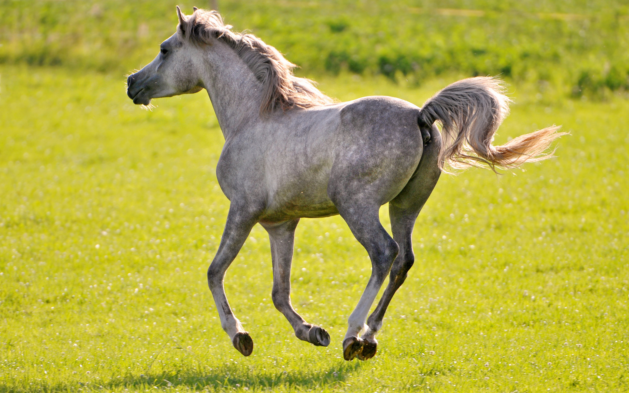 Laden Sie das Tiere, Hauspferd-Bild kostenlos auf Ihren PC-Desktop herunter