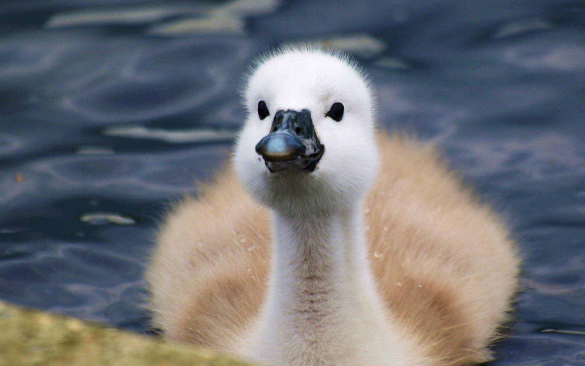 Download mobile wallpaper Swan, Birds, Animal for free.