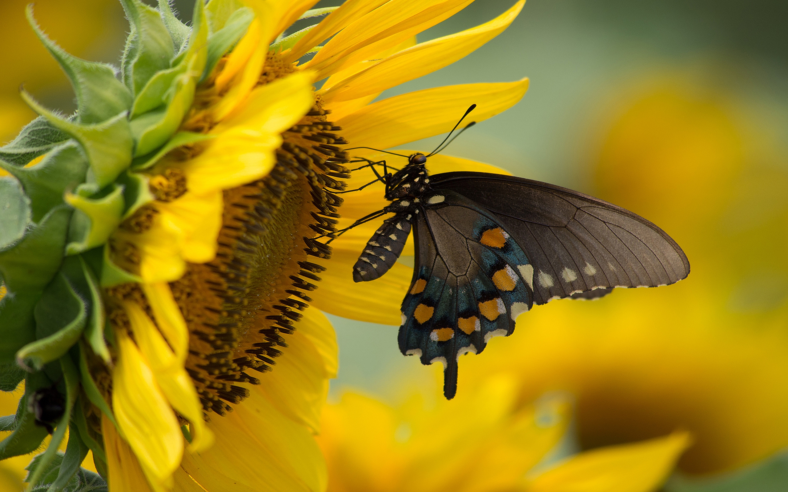 Laden Sie das Tiere, Schmetterlinge, Sonnenblume-Bild kostenlos auf Ihren PC-Desktop herunter
