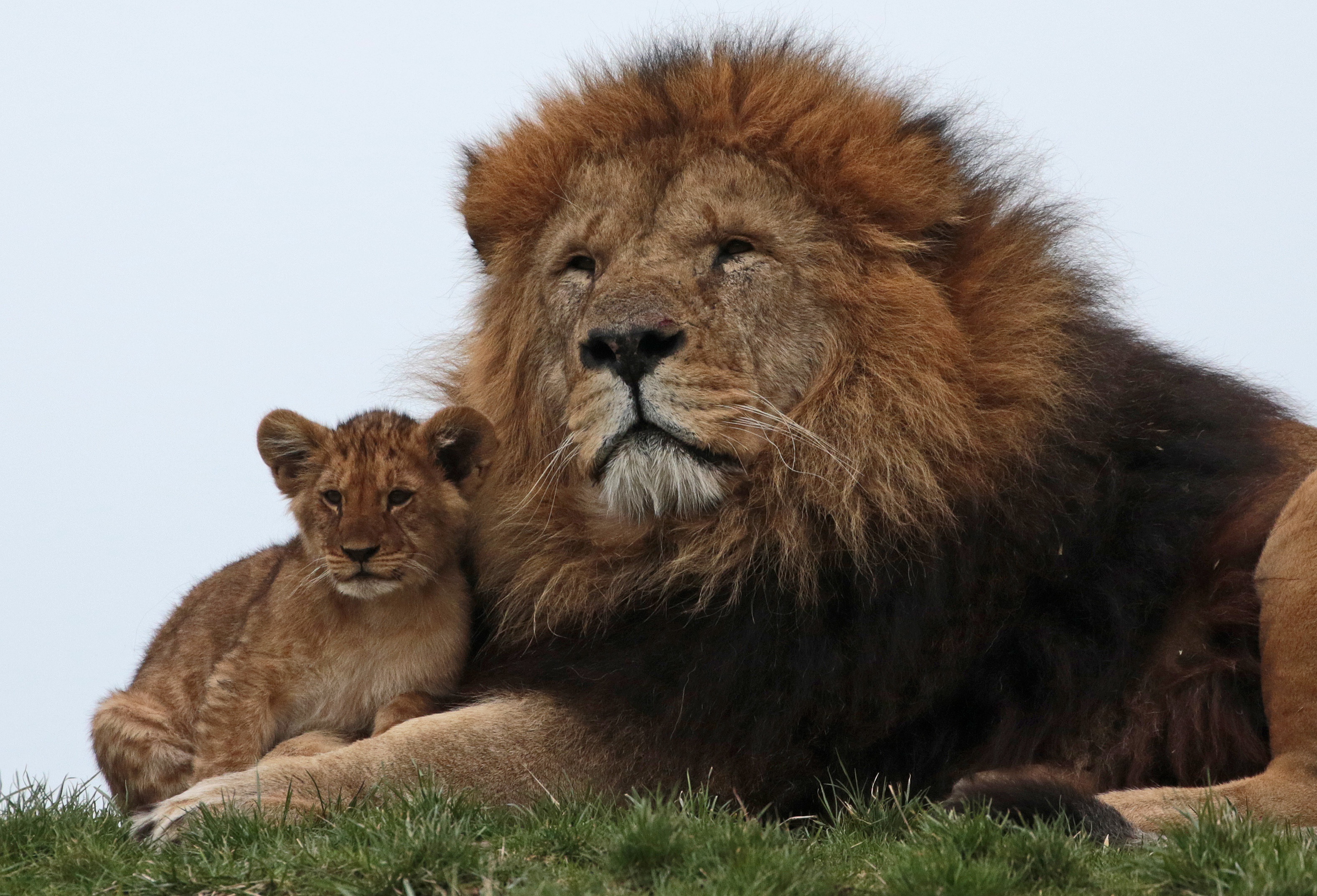 Téléchargez des papiers peints mobile Animaux, Chats, Lion, Lionceau, Bébé Animal gratuitement.