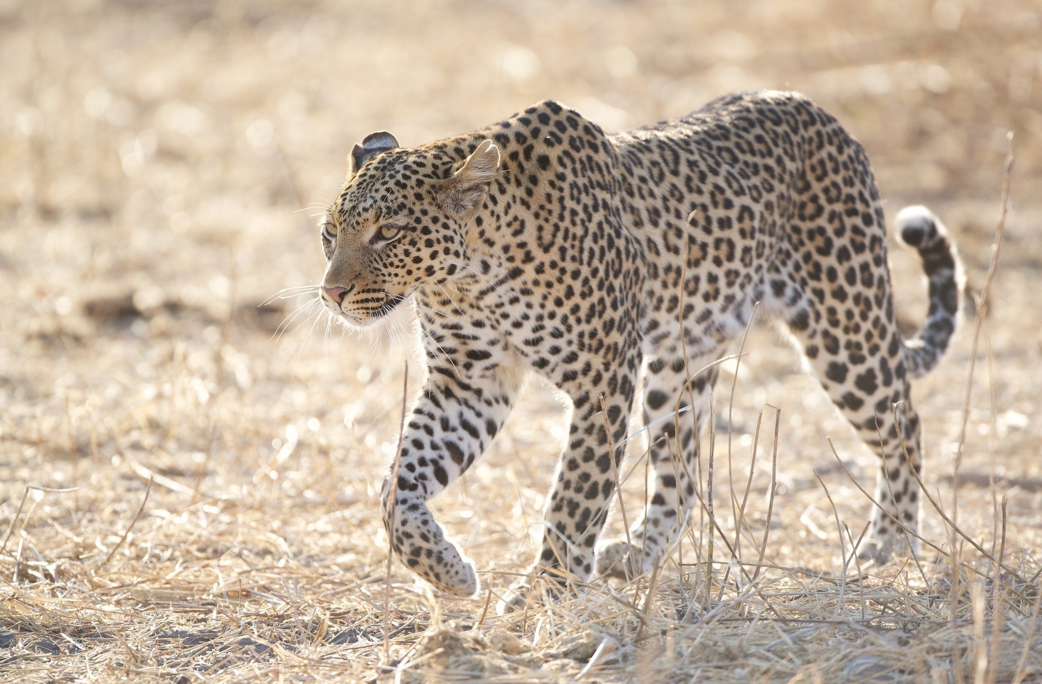 345338 descargar imagen animales, leopardo, sabana, gatos: fondos de pantalla y protectores de pantalla gratis