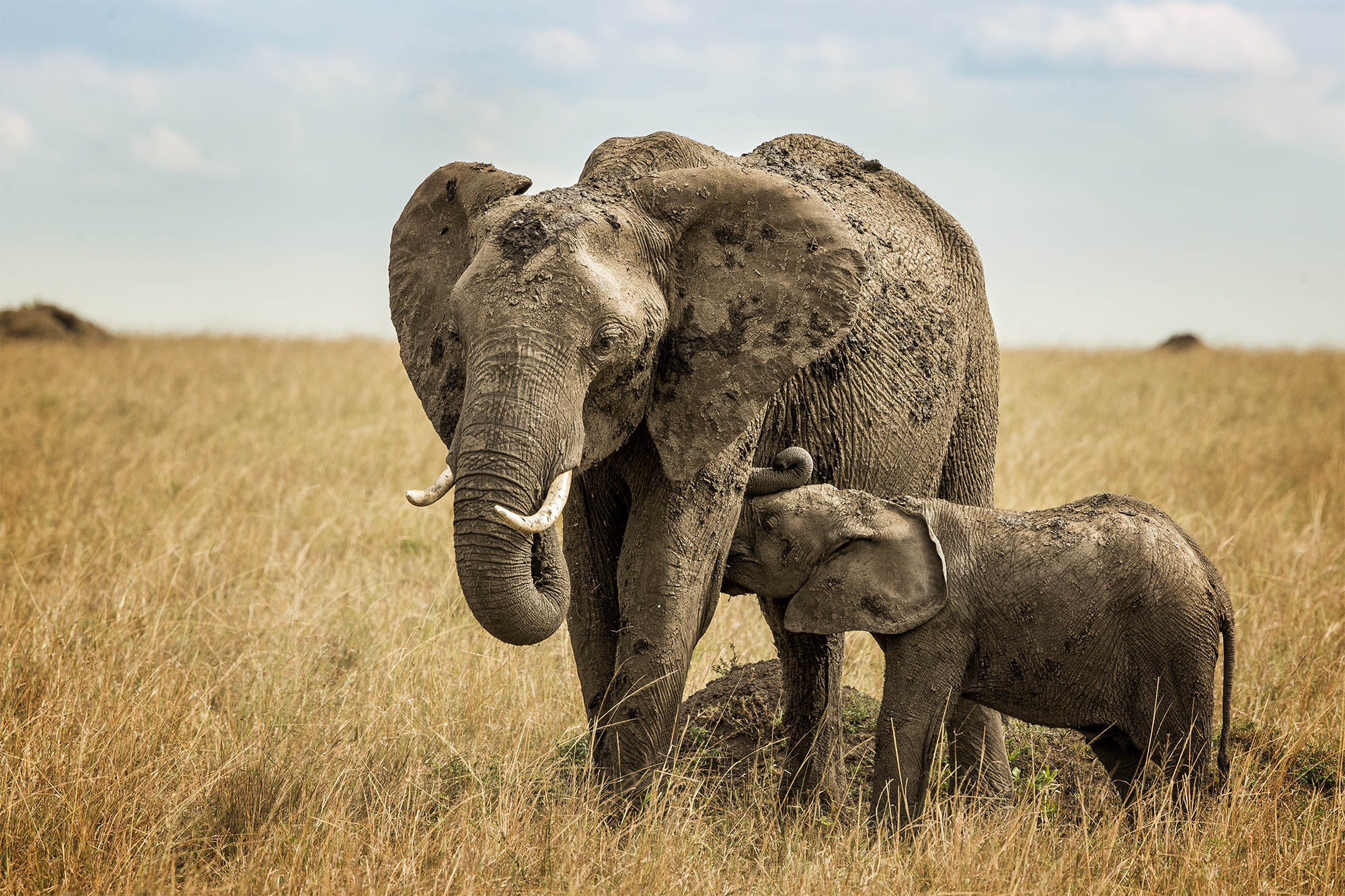Handy-Wallpaper Tiere, Elefanten, Gras, Afrikanischer Elefant, Tierbaby, Tiefenschärfe kostenlos herunterladen.