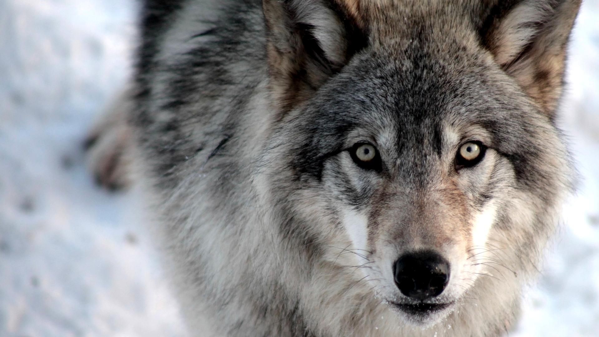 Baixe gratuitamente a imagem Animais, Lobos, Inverno, Neve, Fechar Se, Lobo na área de trabalho do seu PC