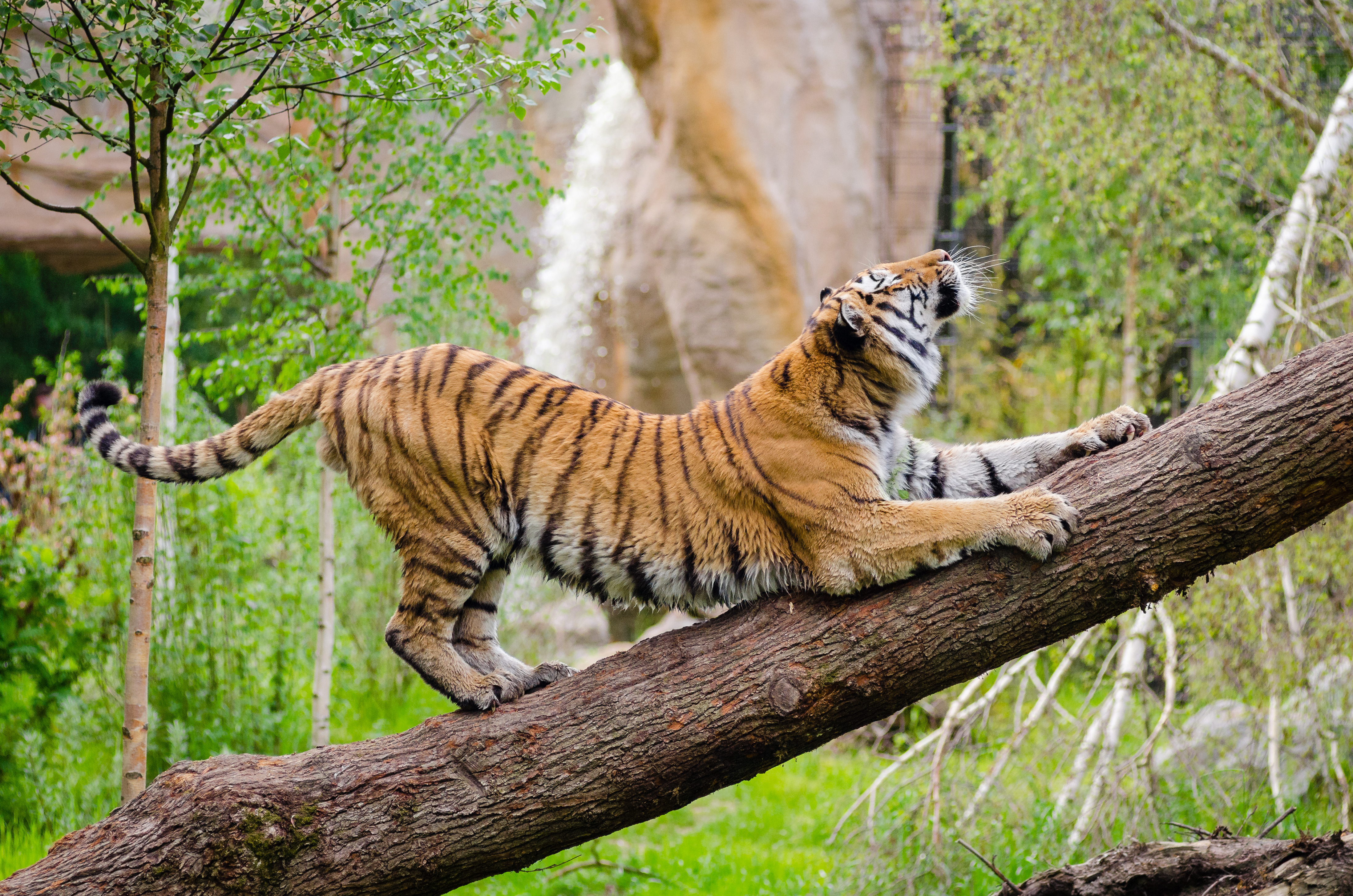 121413 скачать картинку тигр, хищник, животные, дерево, потягиваться - обои и заставки бесплатно