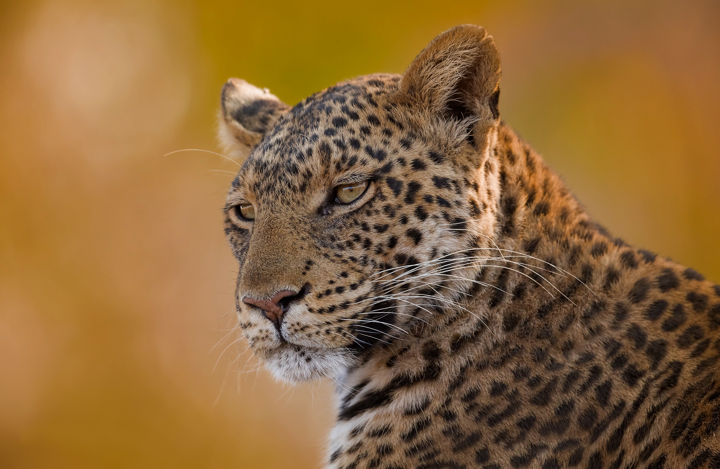 Baixe gratuitamente a imagem Animais, Gatos, Leopardo na área de trabalho do seu PC