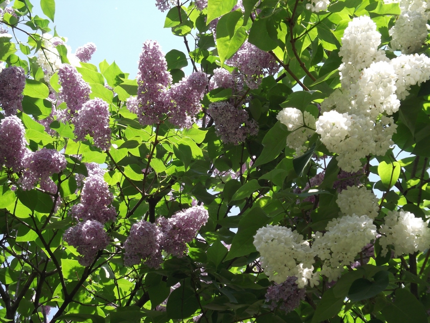 Laden Sie das Pflanzen, Blumen, Lilac, Bäume-Bild kostenlos auf Ihren PC-Desktop herunter