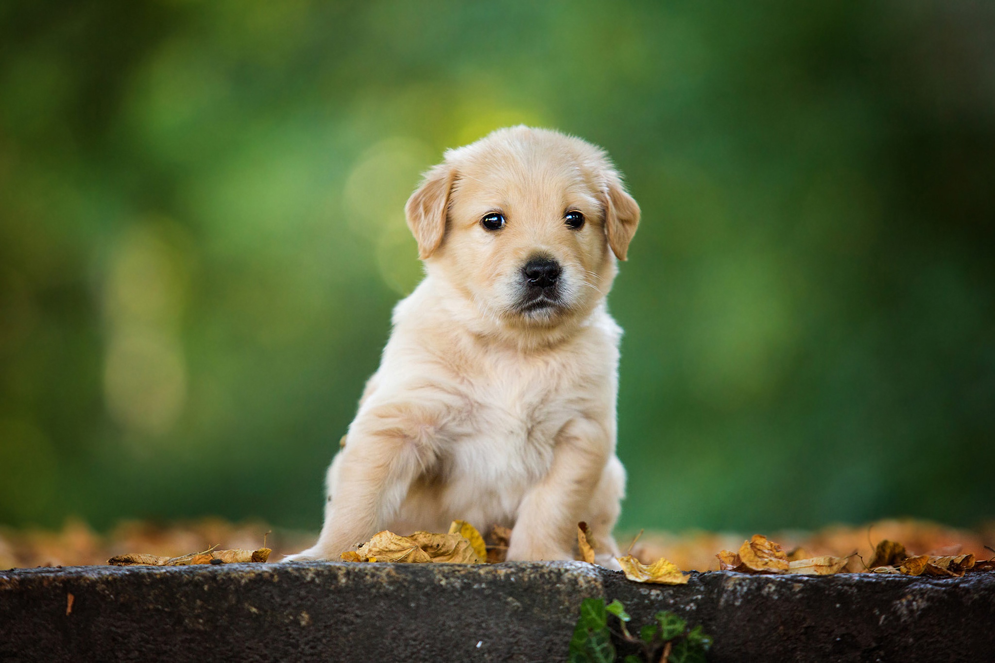 Free download wallpaper Dogs, Dog, Animal, Puppy, Labrador Retriever, Baby Animal on your PC desktop