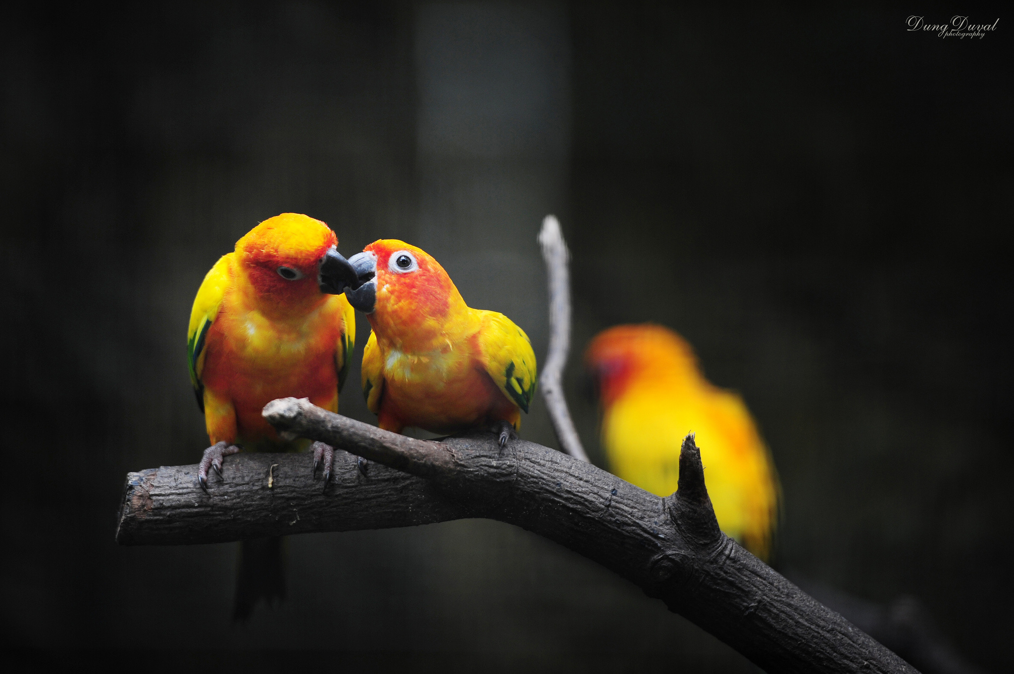 266184壁紙のダウンロード動物, サンインコ, 鳥-スクリーンセーバーと写真を無料で