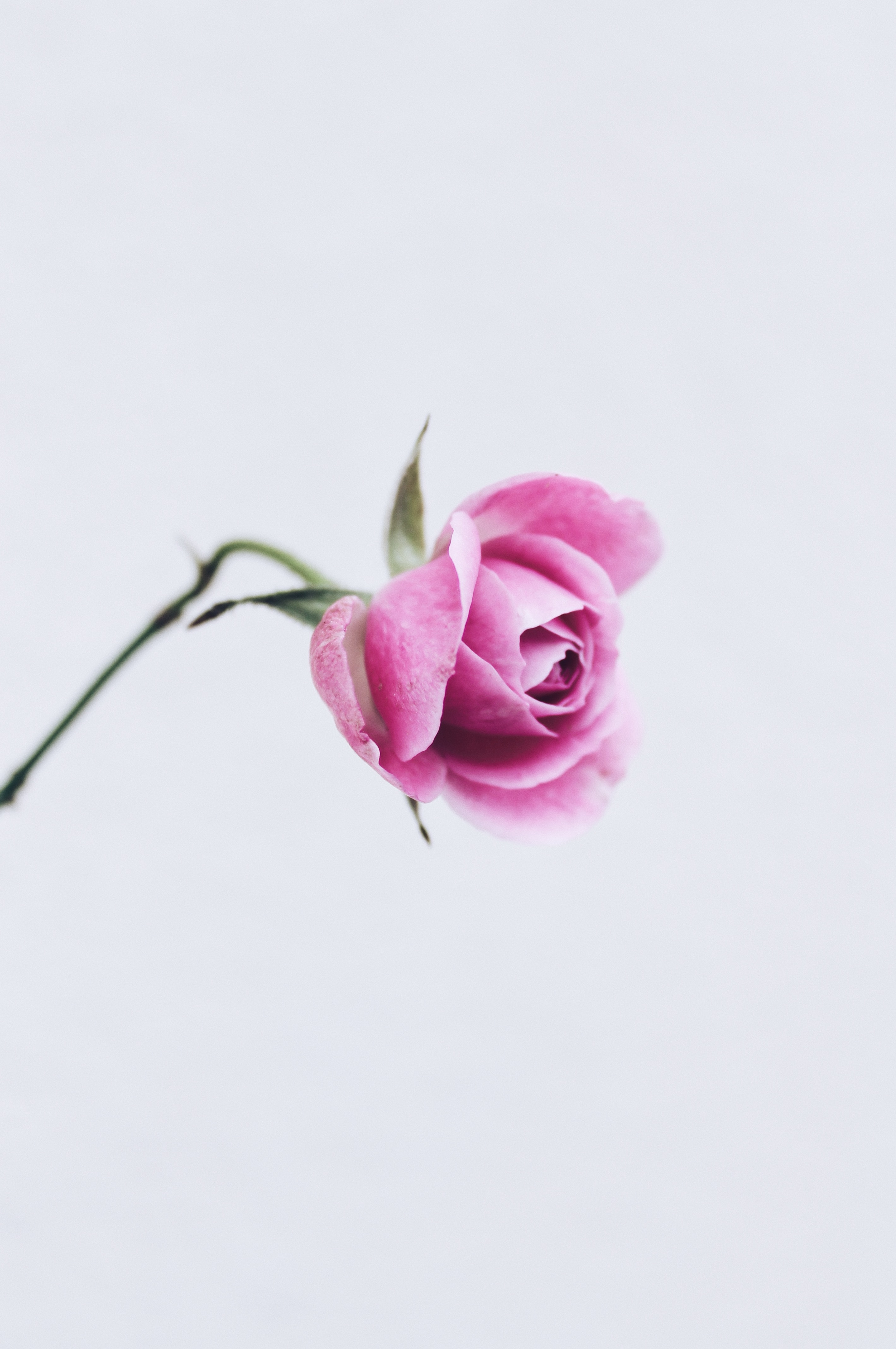 Free download wallpaper Flowers, Pink, Flower, Rose Flower, Rose, Close Up, Minimalism on your PC desktop