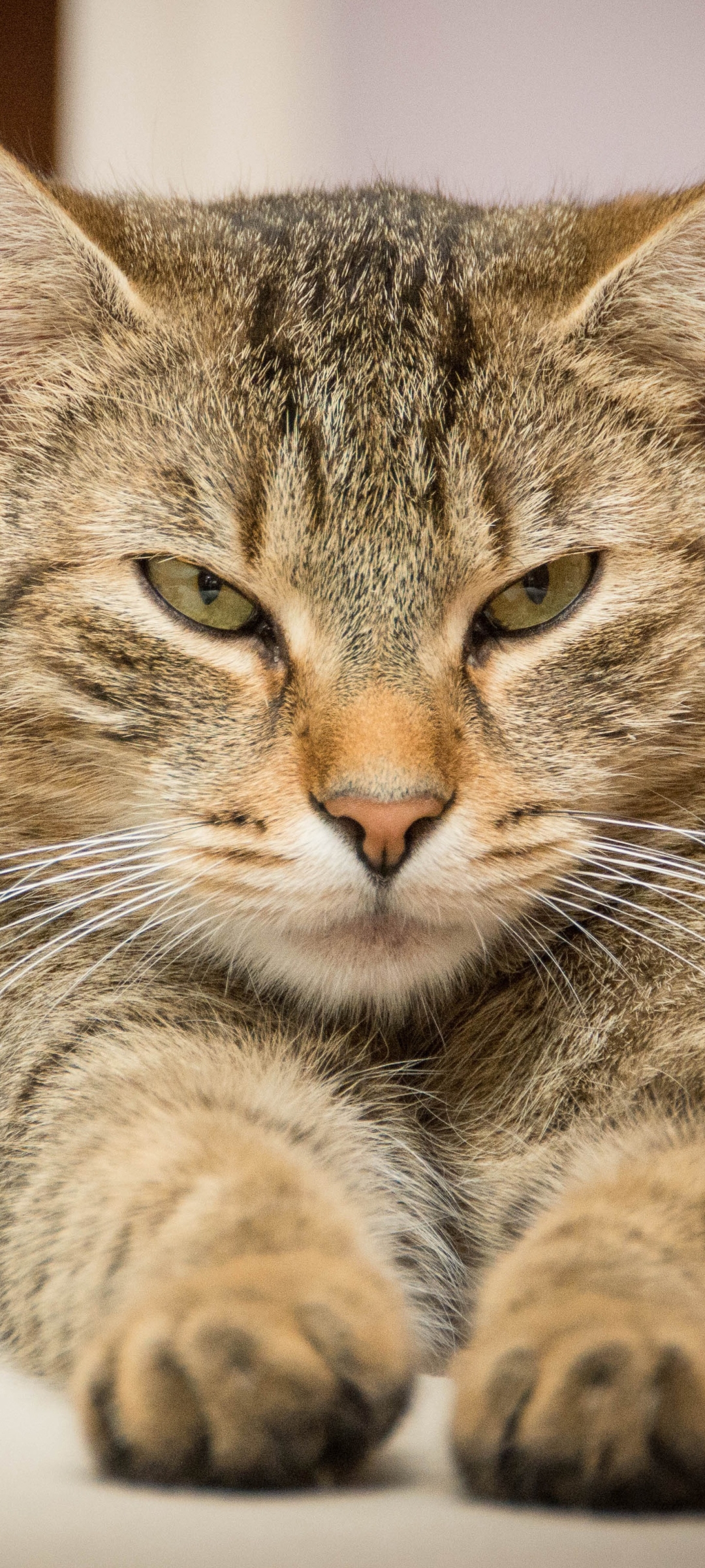 1178245 économiseurs d'écran et fonds d'écran Chats sur votre téléphone. Téléchargez  images gratuitement